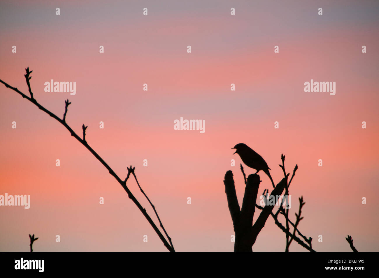 A Robin singing at sunset Stock Photo Alamy