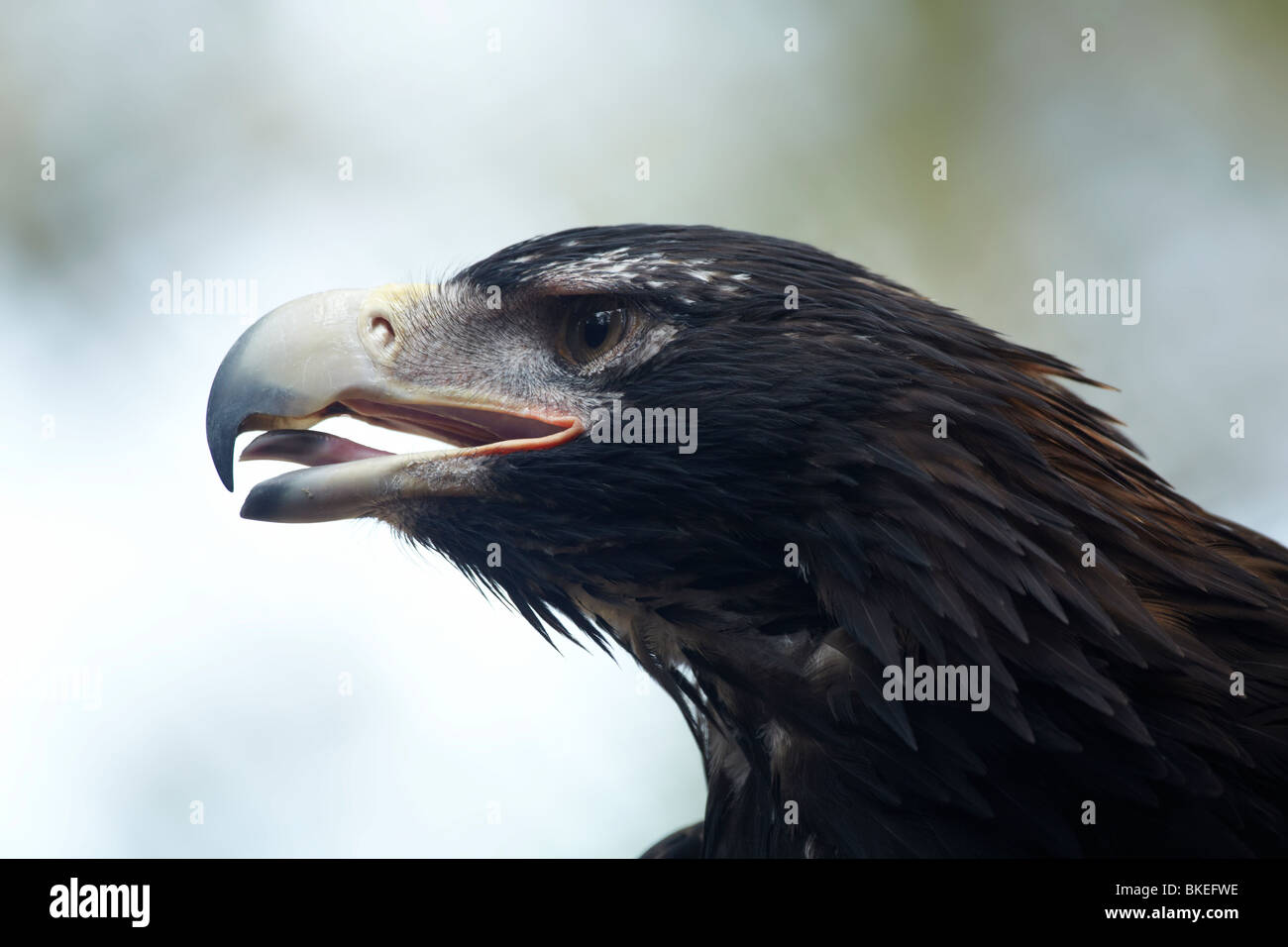 Wedge-tailed Eagle (Aquila audax), Tasman Peninsula, Southern Tasmania, Australia Stock Photo