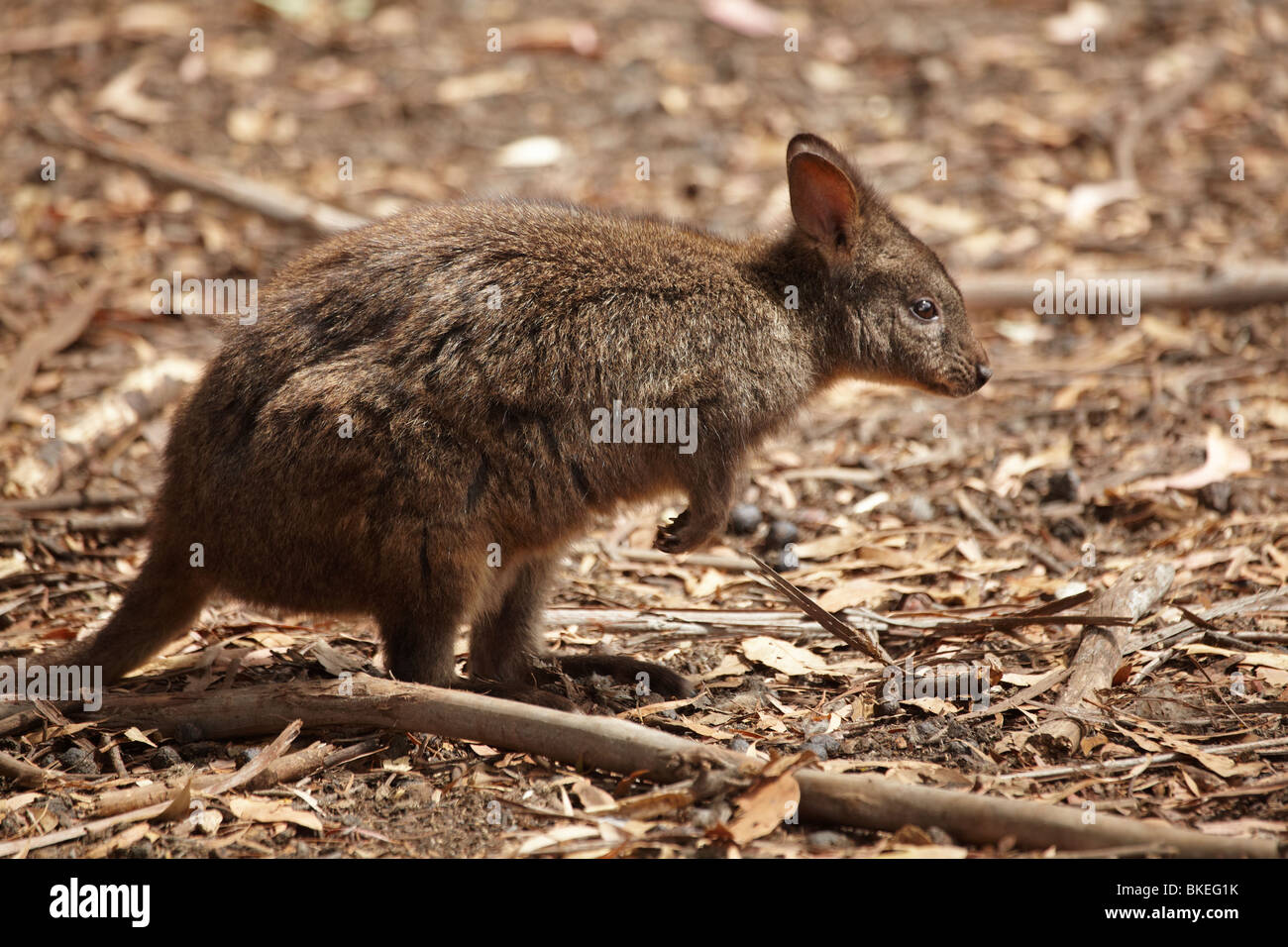 Forester Kangaroo ( Macropus giganteus tasmaniensis ), Tasman Peninsula, Southern Tasmania, Australia Stock Photo