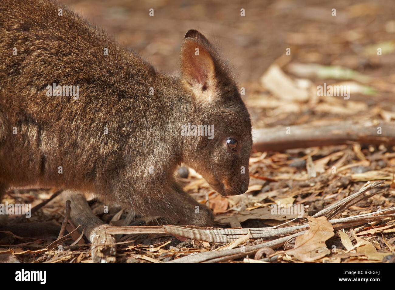 Forester Kangaroo ( Macropus giganteus tasmaniensis ), Tasman Peninsula, Southern Tasmania, Australia Stock Photo