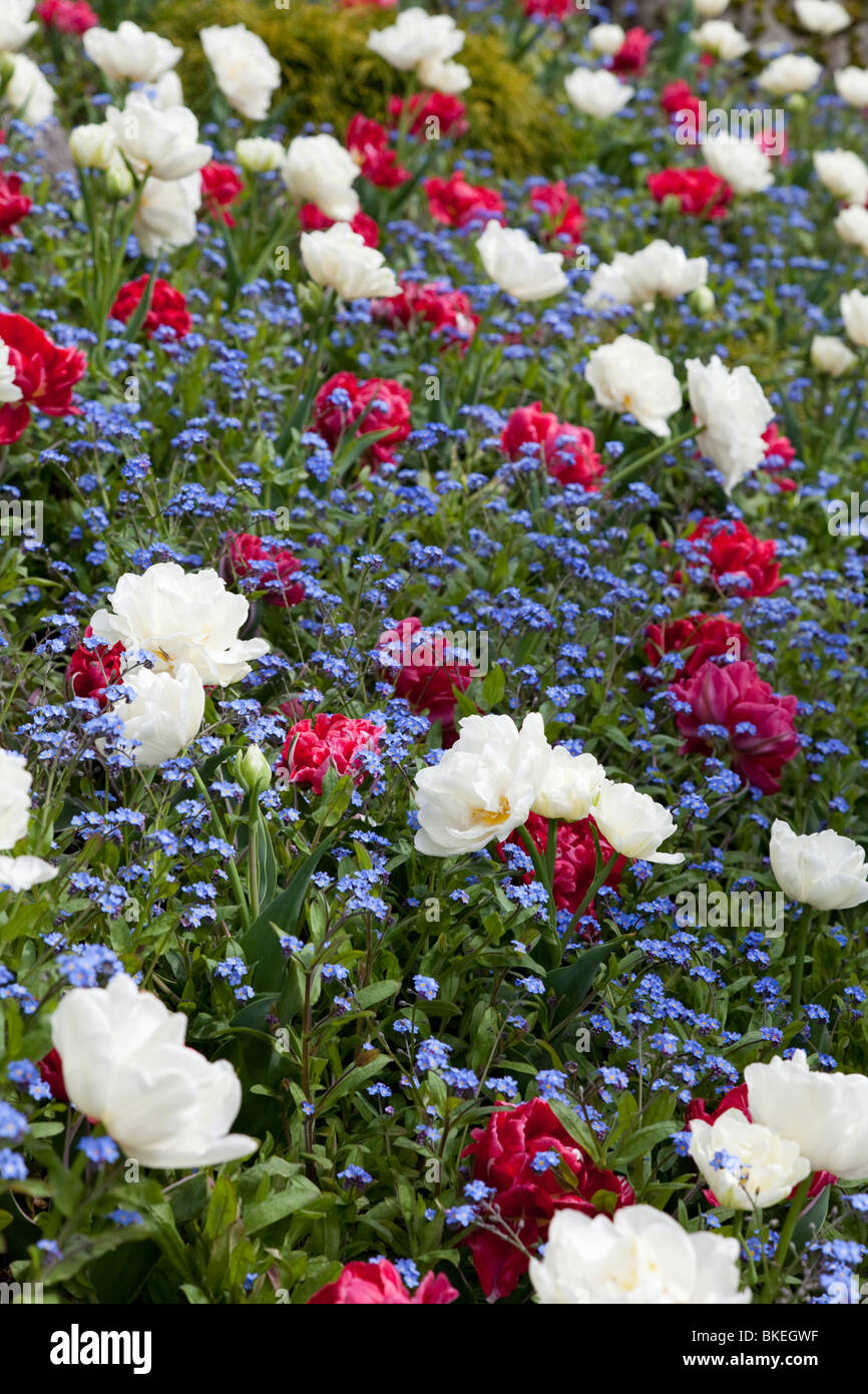 Gardenia and Forget me not for background Stock Photo