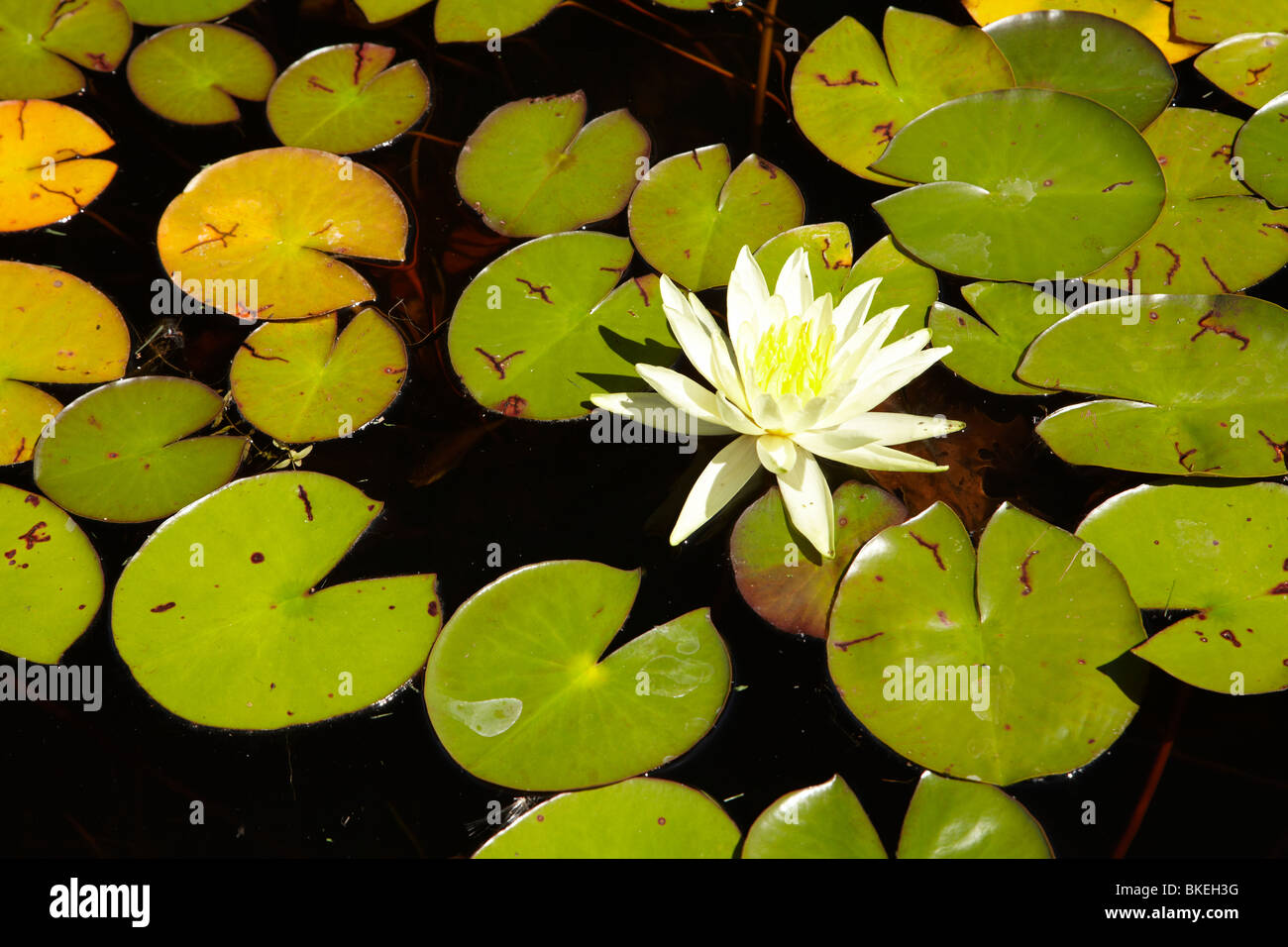 Lily pad flower hires stock photography and images Alamy