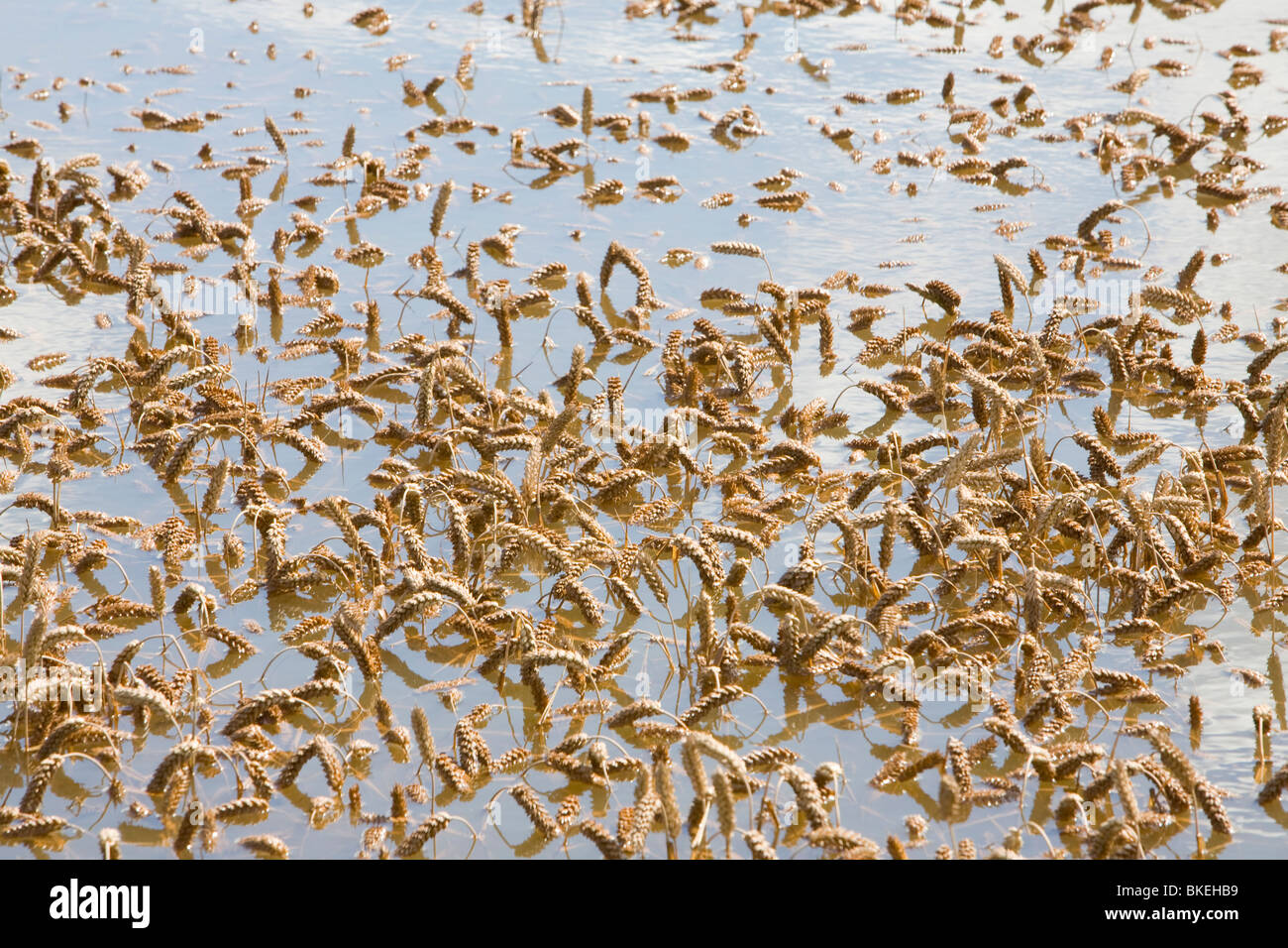 A field of wheat flooded near Tewkesbury, Gloucestershire, UK. Stock Photo