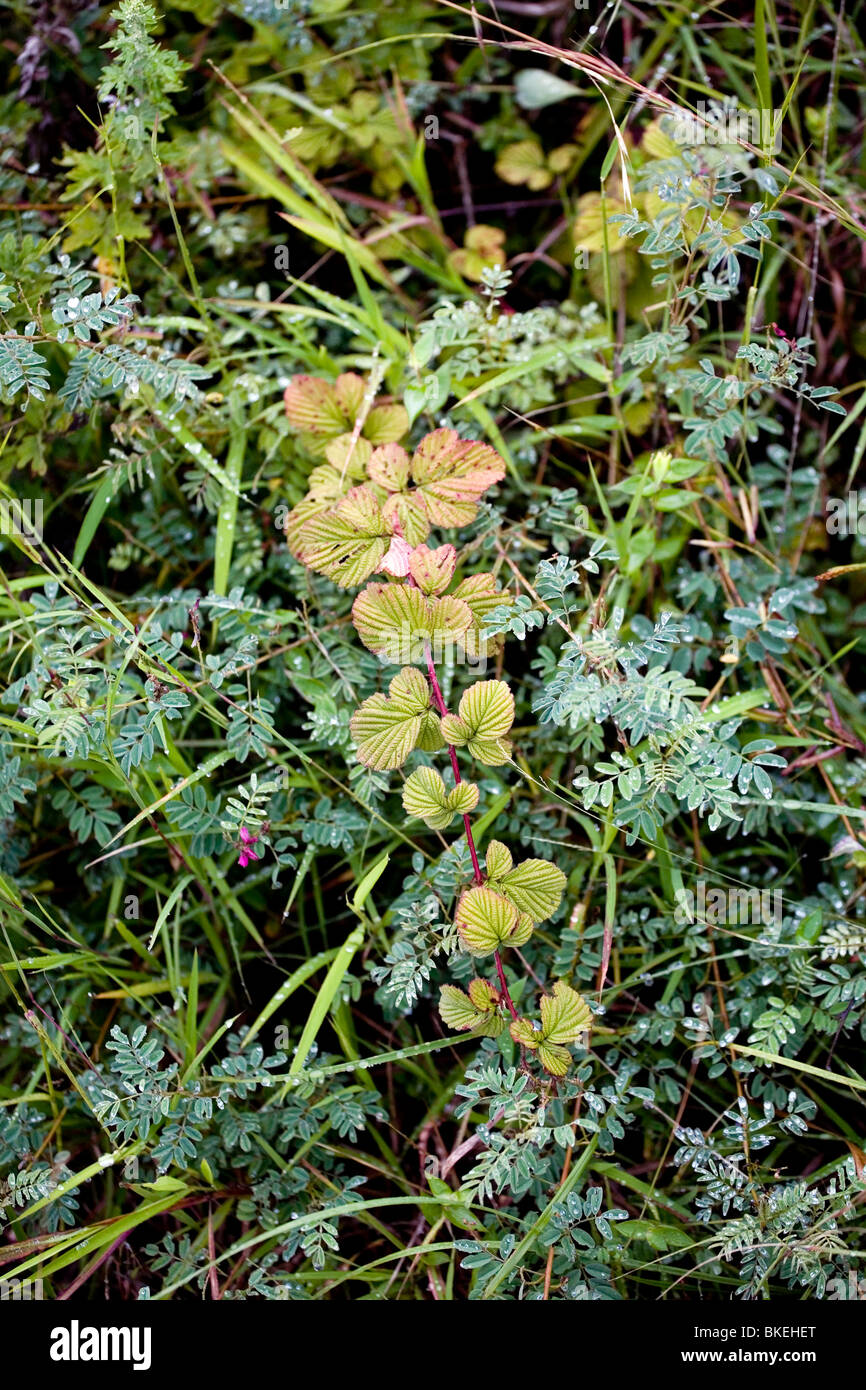 some wild brambles in a field Stock Photo - Alamy