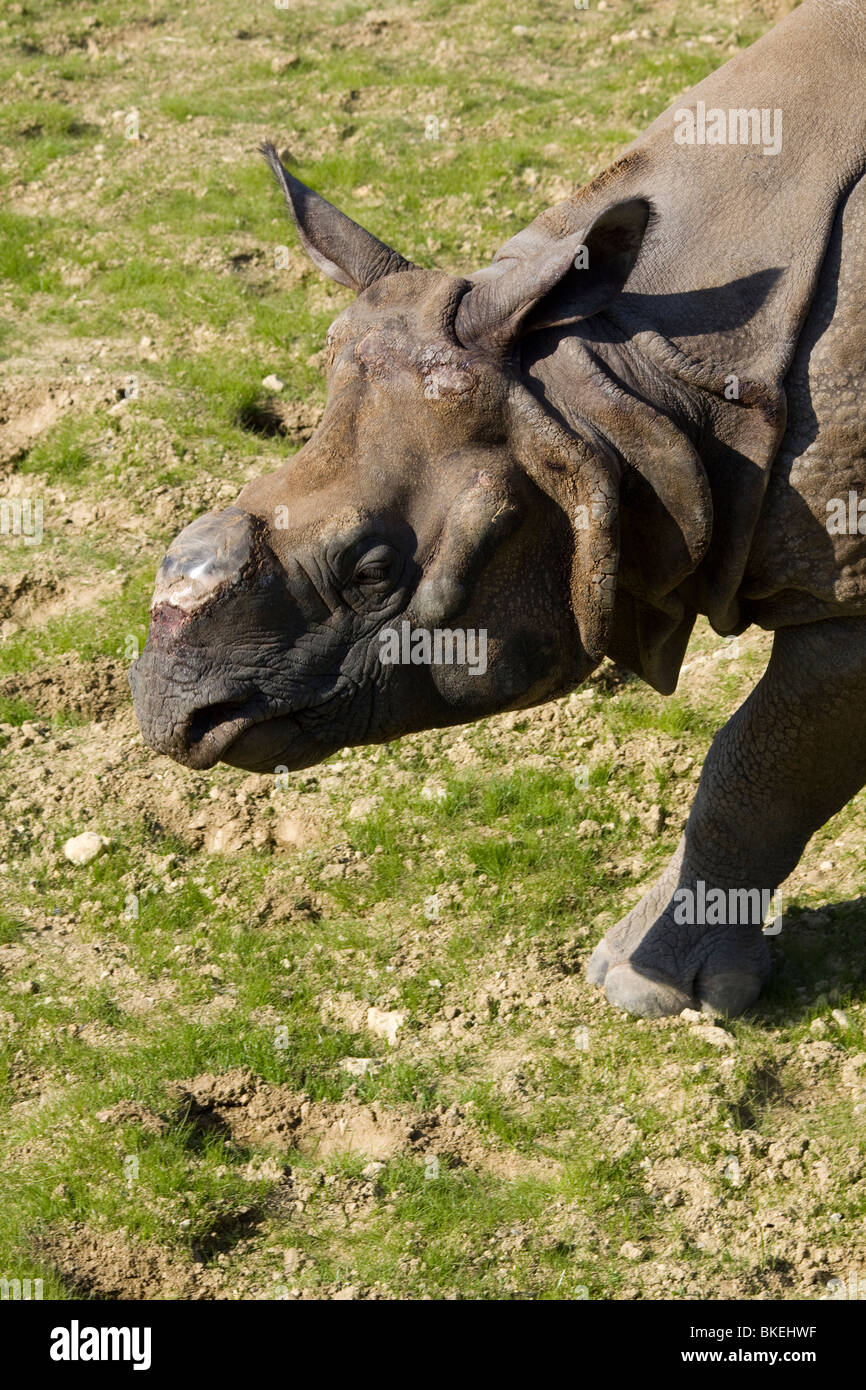 Rare Indonesian Rhinoceros, Beauval Zoo Stock Photo