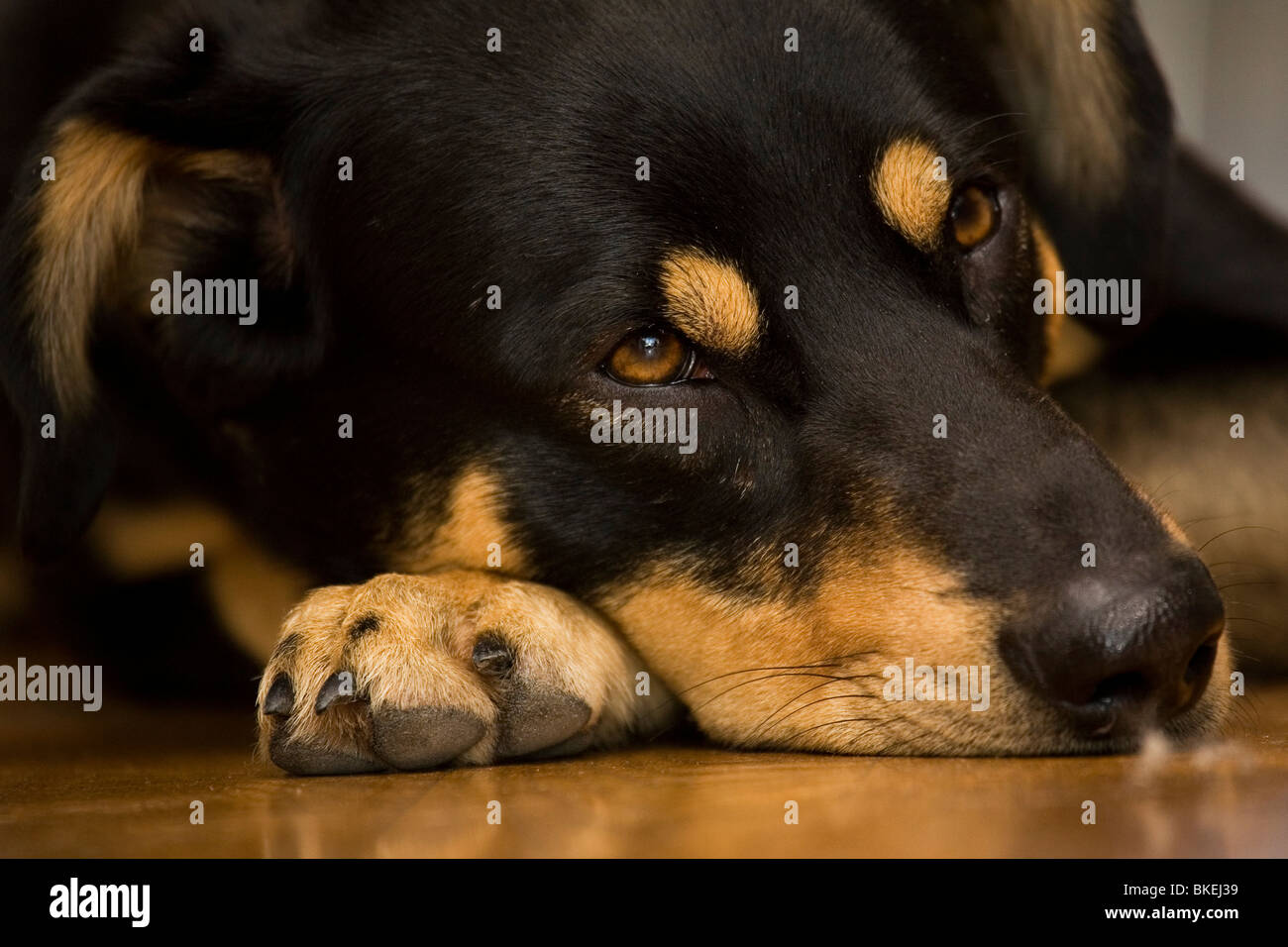 A dog rests its chin on its paw Stock Photo Alamy