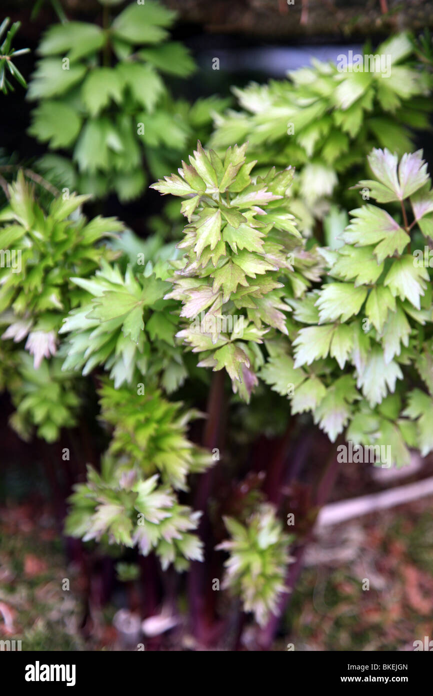 Lovage, culinary herb Stock Photo