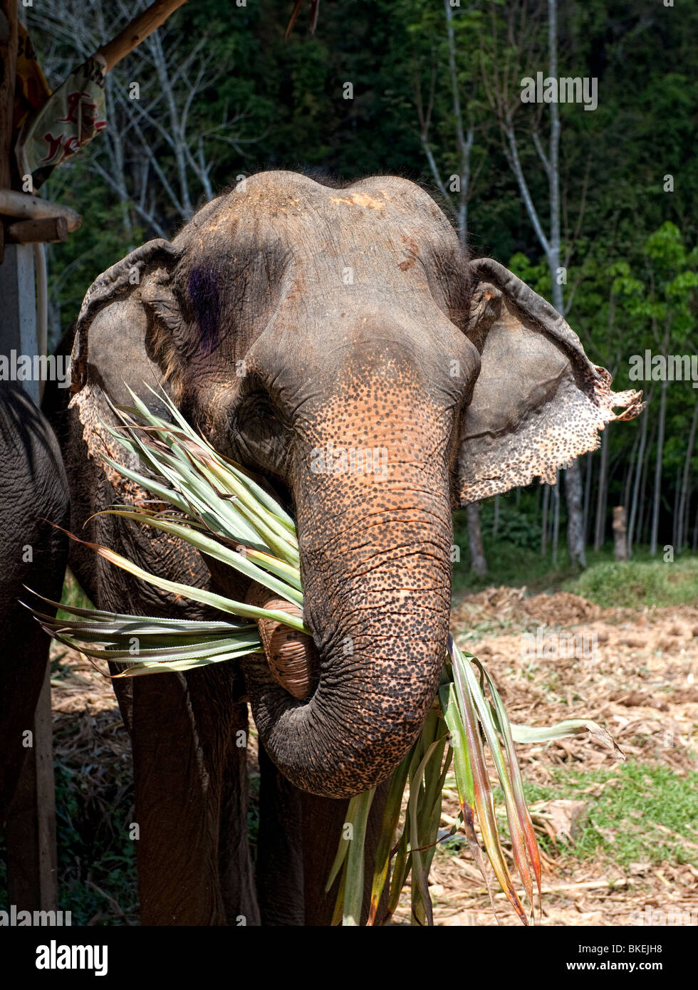 Asiatic Elephant (Elephas maximus) eating at an Elephant refuge near Krabi in Thailand Stock Photo