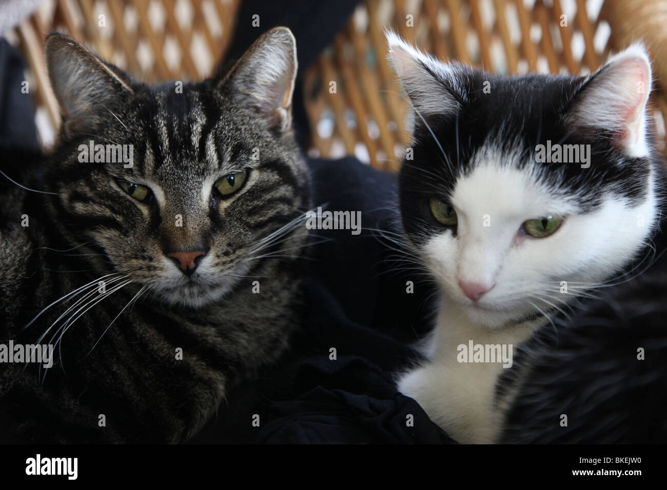 Tabby Cat And Black And White Cat Stock Photo Alamy