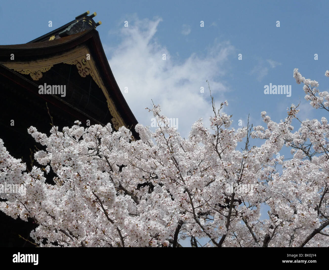Zenkoji temple sakura hi-res stock photography and images - Alamy