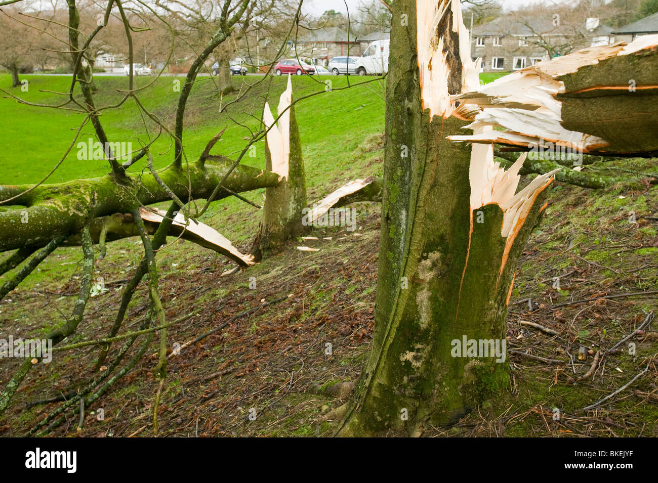 Trees snapped by 100 mph winds in Windermere, Cumbria, UK. Stock Photo