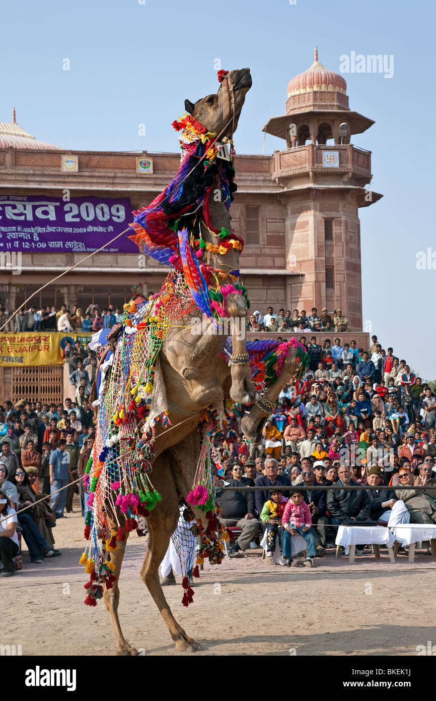 Camel dance hires stock photography and images Alamy
