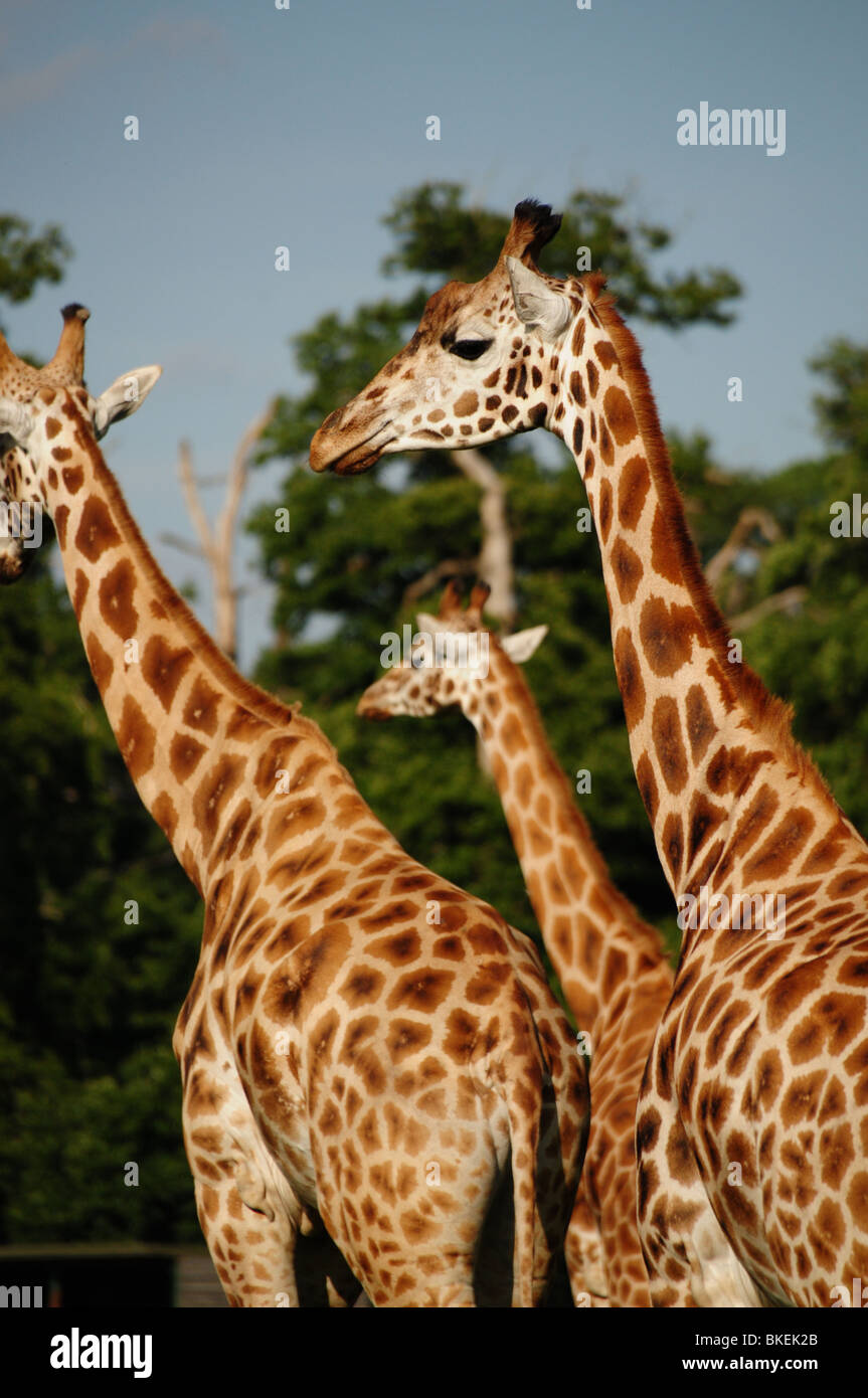 Group of giraffes hi-res stock photography and images - Alamy