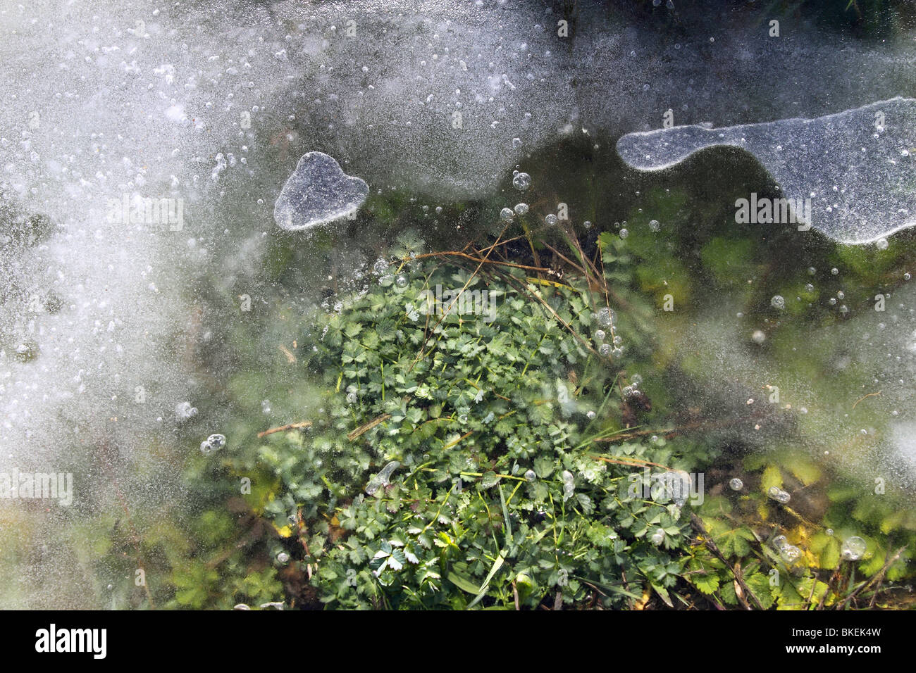 iced grass plants under ice snow winter soil Stock Photo - Alamy