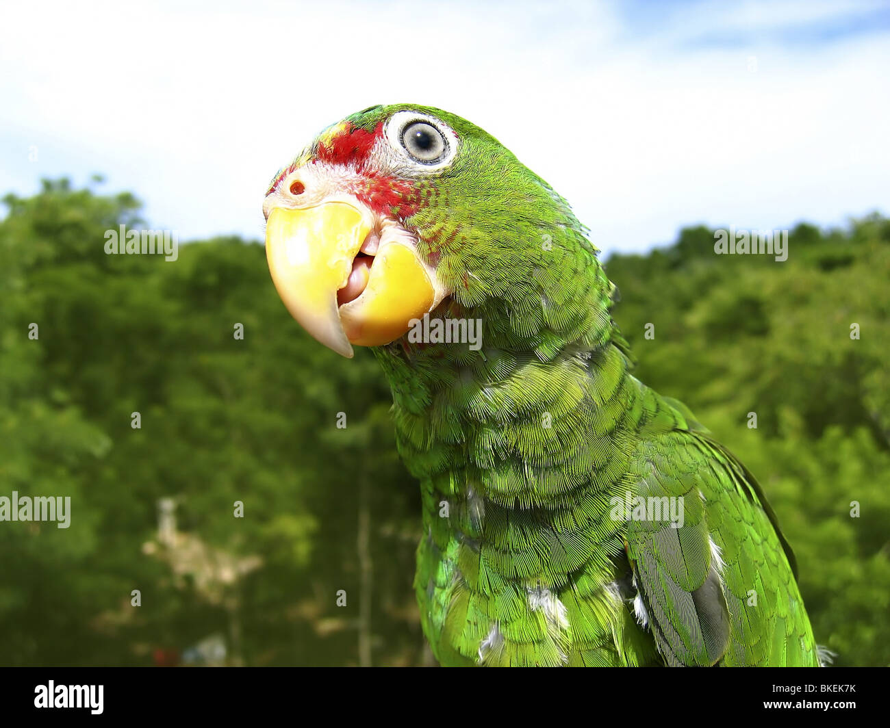 cotorra parrot green from Central America Mexico jungle Stock Photo