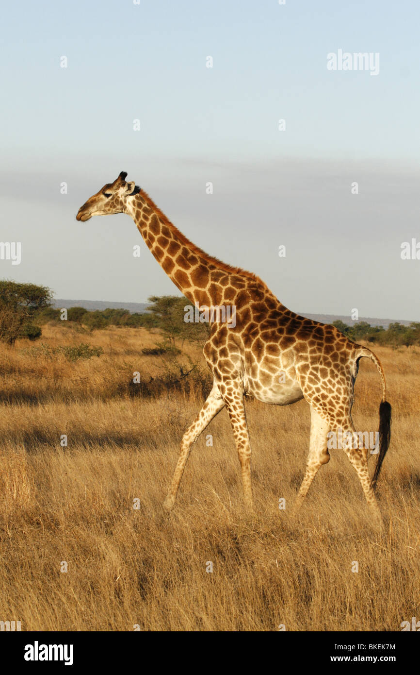 southern giraffe, drinking, kruger, south africa Stock Photo