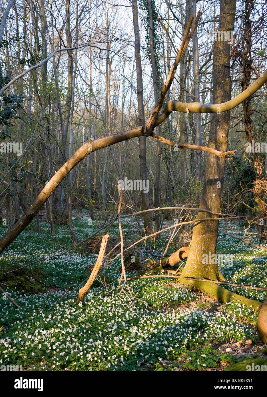 Wild Anemones Growing in a Wood Stock Photo Alamy