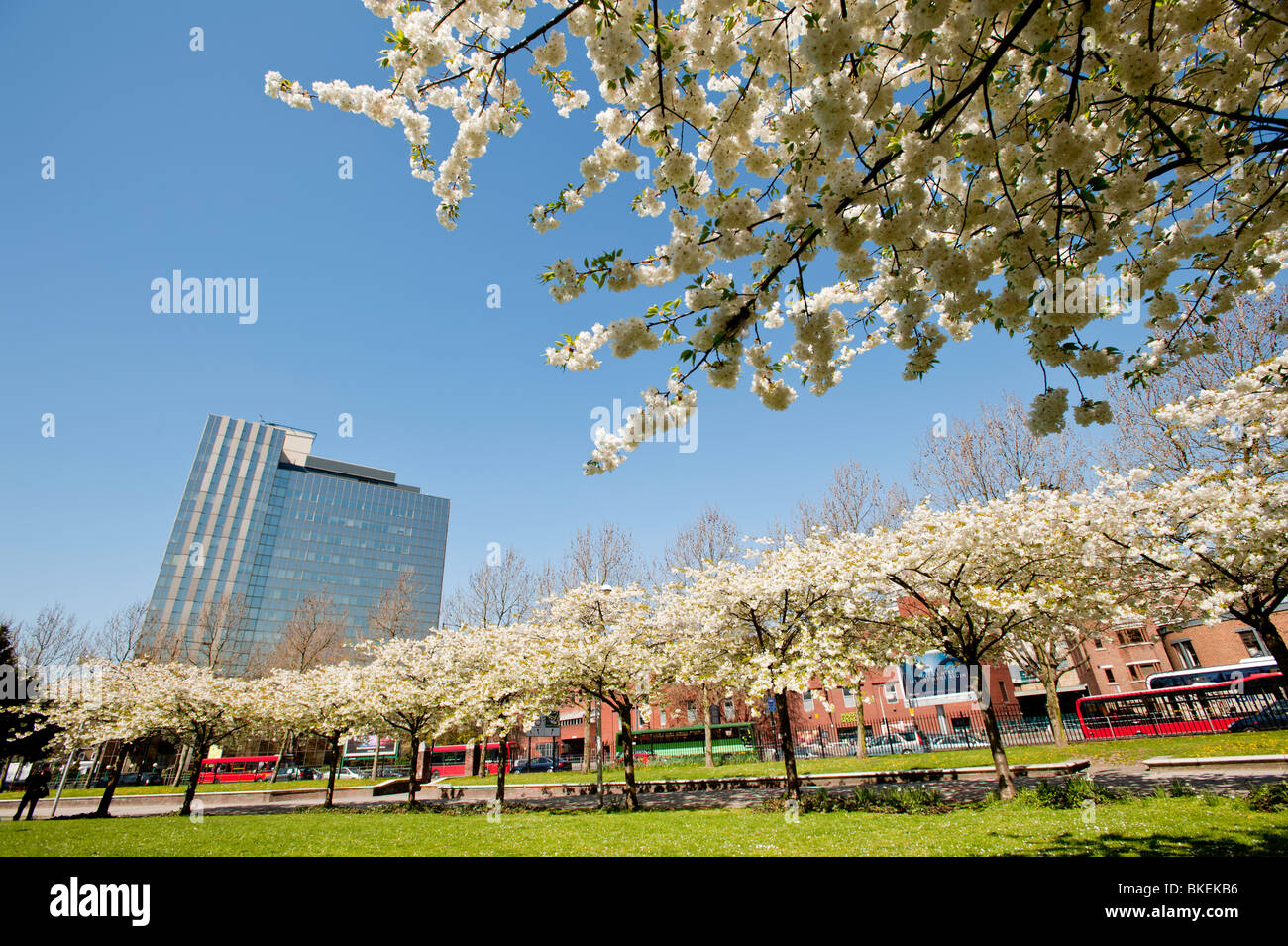 Spring blossom in hammersmith, W6, London, United Kingdom Stock Photo