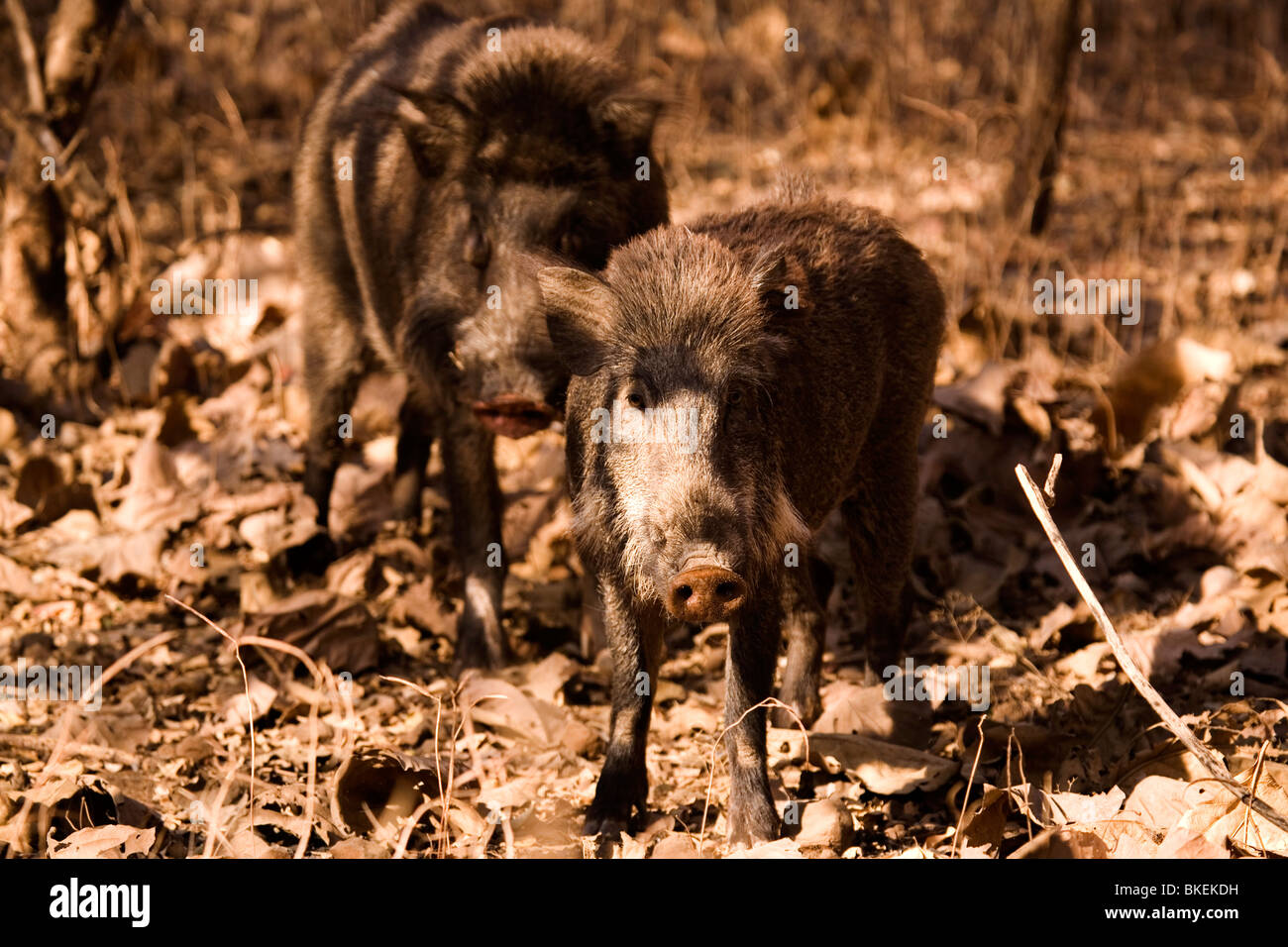 Man on wild boar hires stock photography and images Alamy