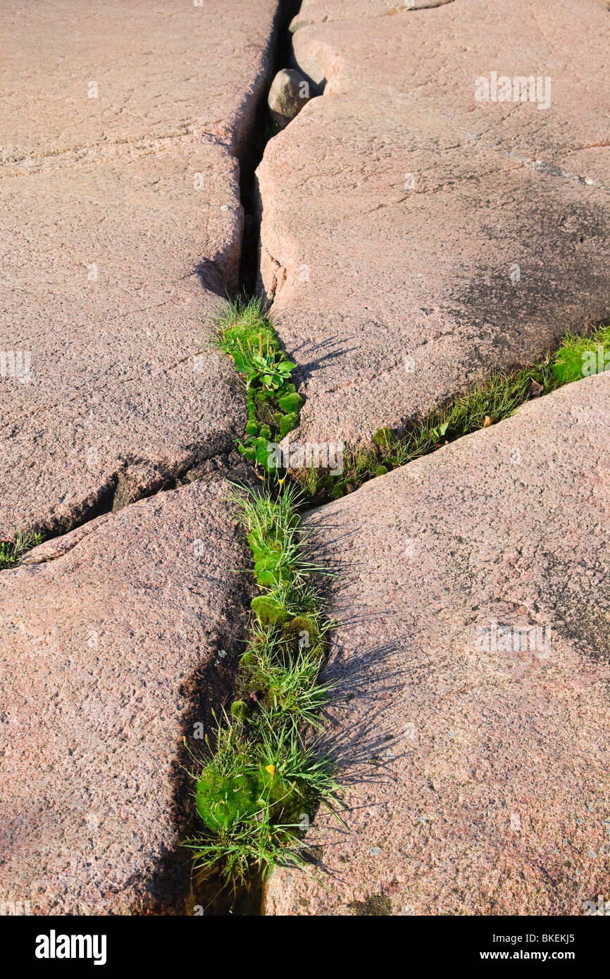 Grass growing in a crack in a smooth pink rock Stock Photo - Alamy