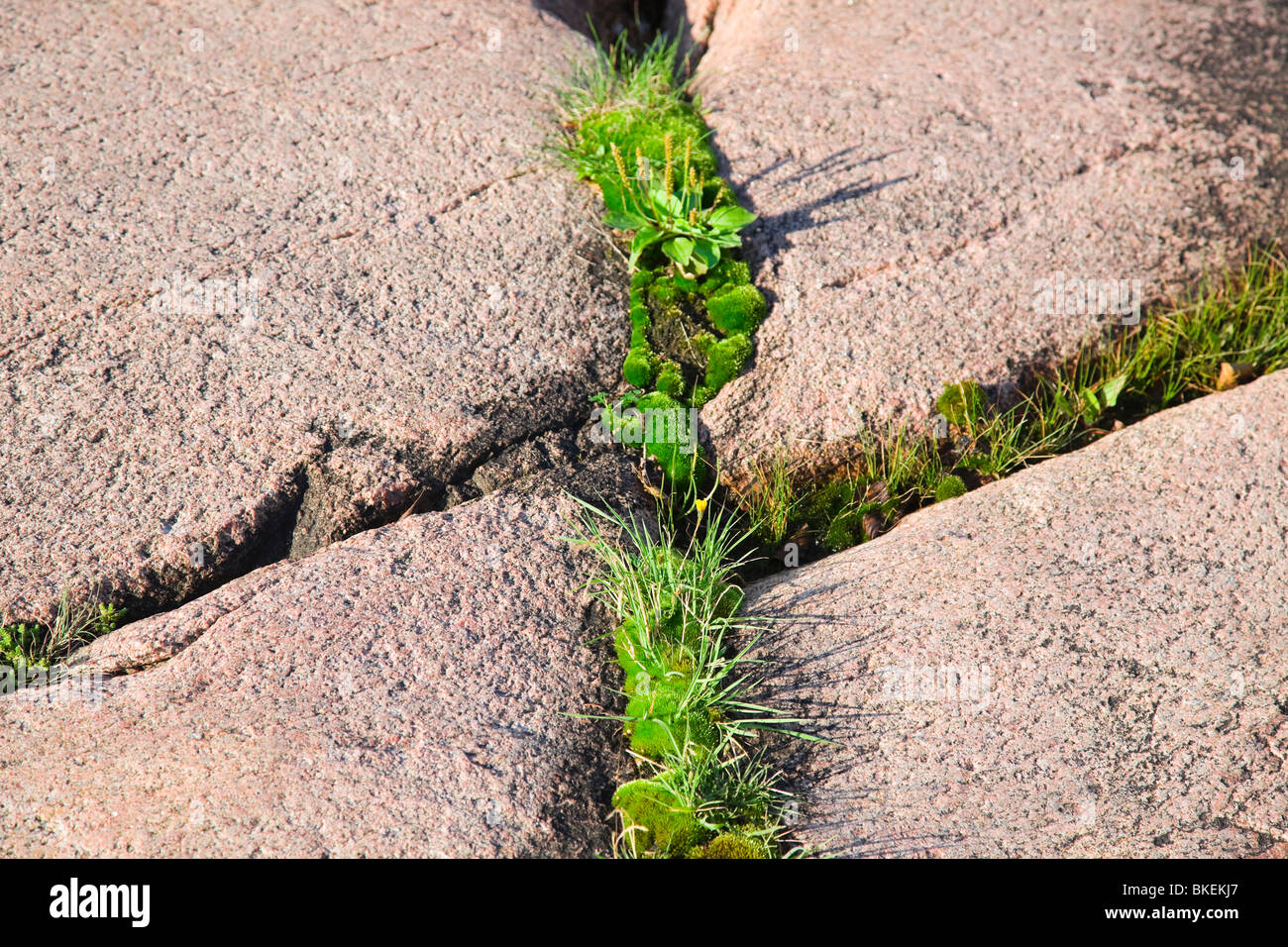 Grass growing in a crack in a smooth pink rock. Stock Photo