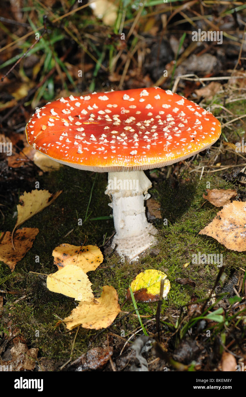 Young and beautiful poison mushroomFly Agaric. Its color is deep red with white spots on the cap. Stock Photo