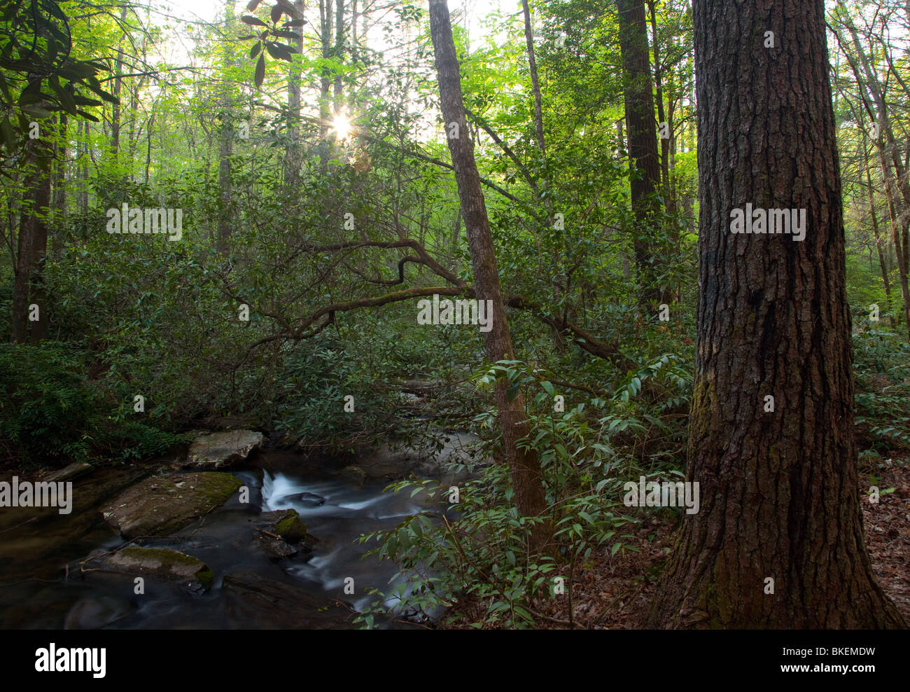 Licklog Creek, Andrews Pickens Ranger District, Sumter National Forest, South Carolina Stock Photo