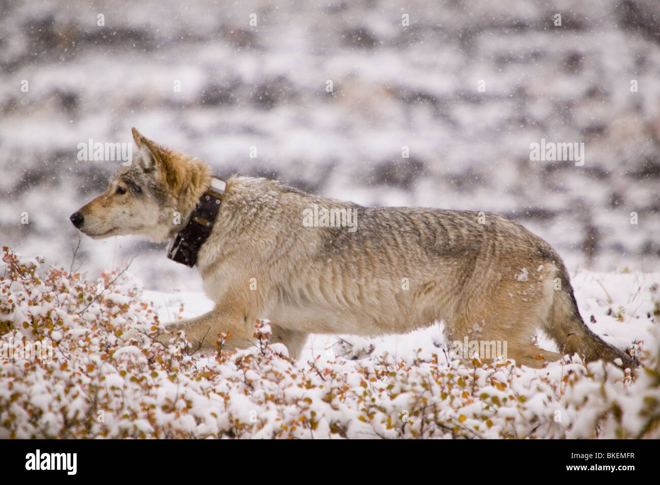 A Grey Wolf radio collared as part of a tracking program on the tundra in  Autumn in Denali National Park Alaska Stock Photo - Alamy