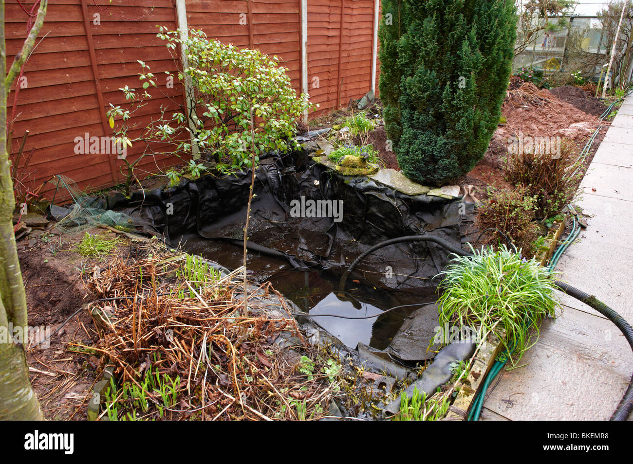 Emptying an old pond prior to redesigning a garden for a koi fish pond Stock Photo