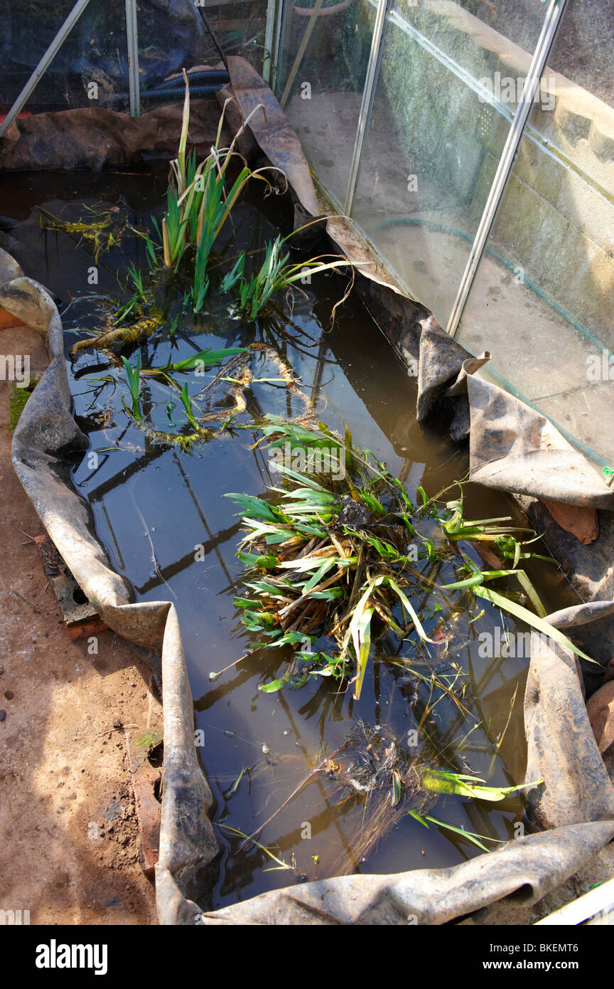 Temporary pond in greenhouse with water iris growing whilst main pond rebuilt Stock Photo