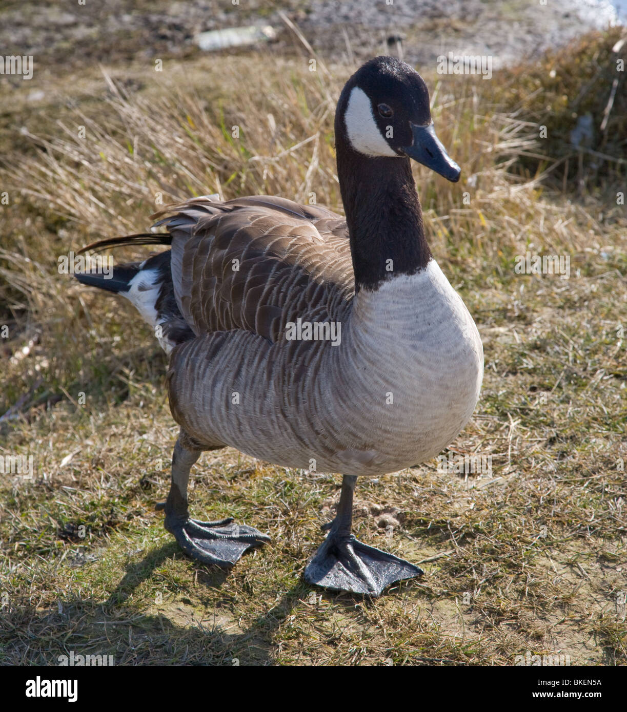 Male canada goose hi res stock photography and images Alamy