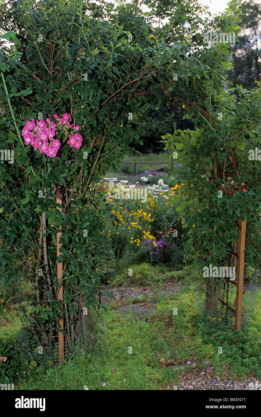 Roses garden climbing hi-res stock photography and images - Alamy