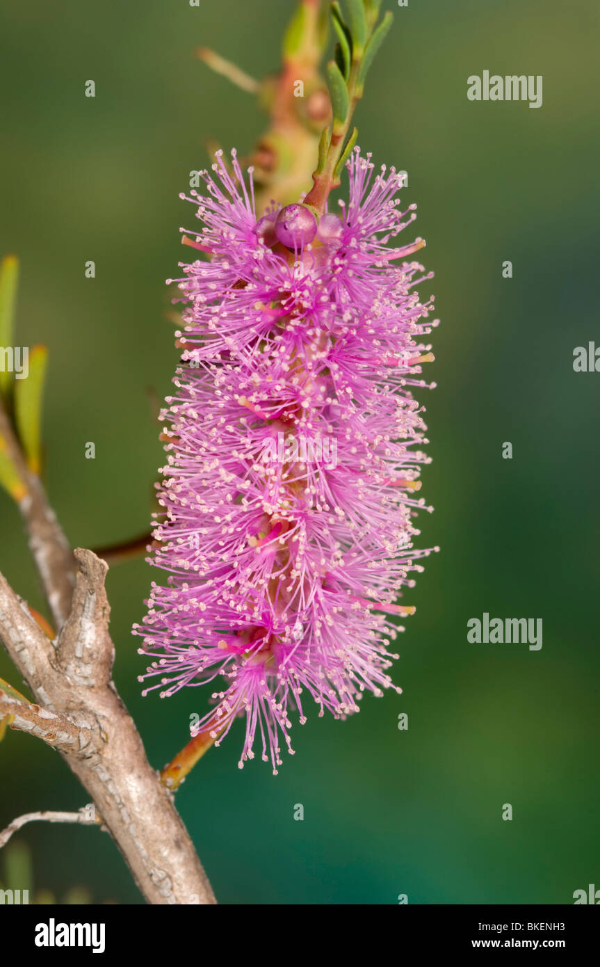 Purple flowers of a native Australian paperbark plant known as totem poles Stock Photo
