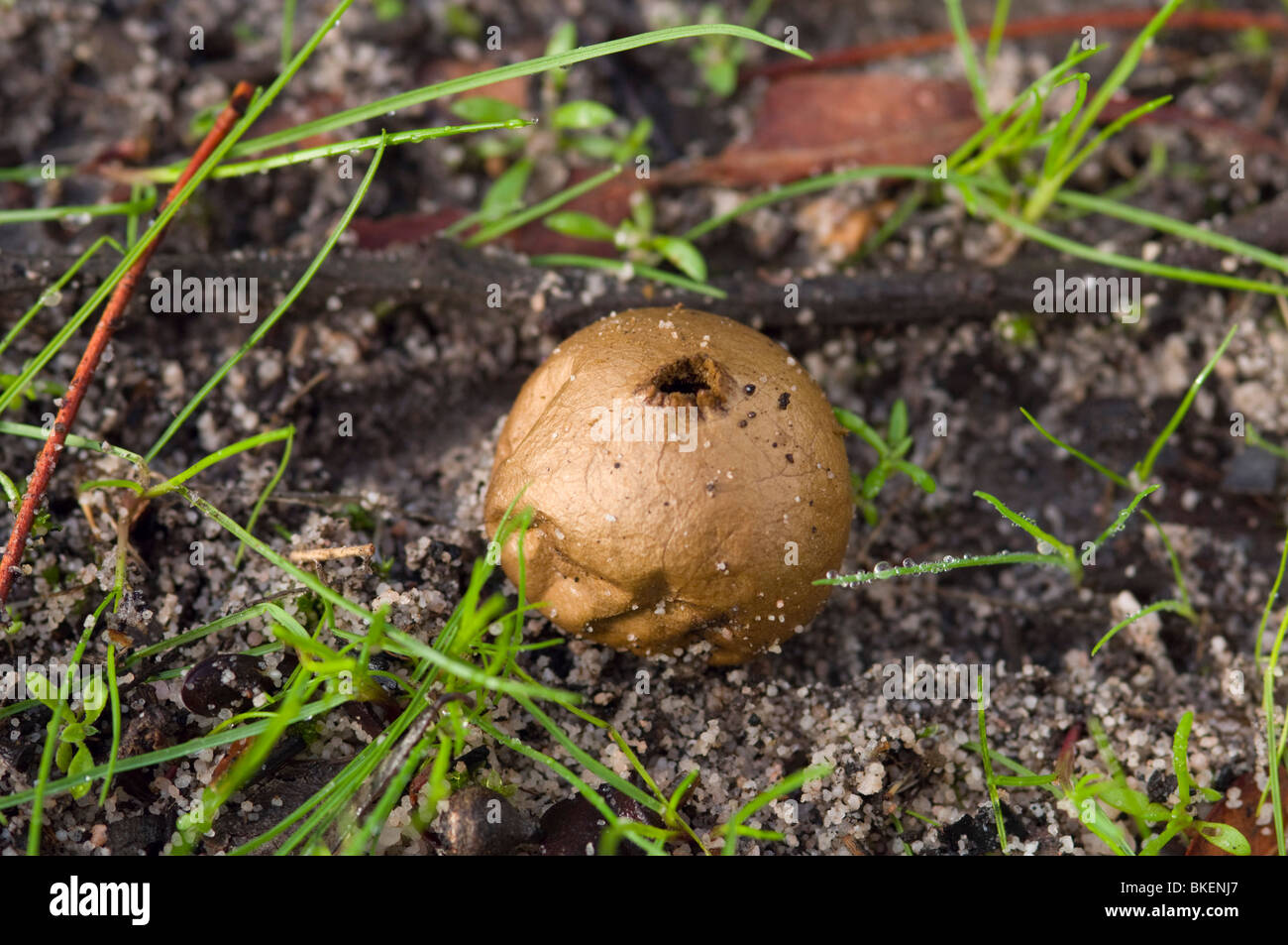 Gleba Puffball fungus showing the hole where spores are released Stock Photo ...