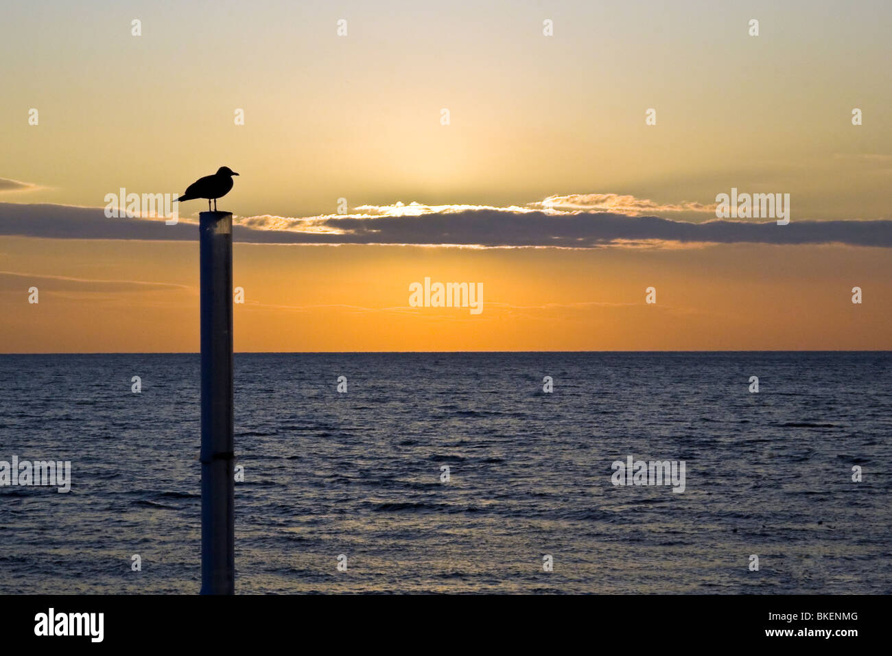 Silhouette of seagull at beach during sunset, Brighton, UK. JPH0268 Stock Photo
