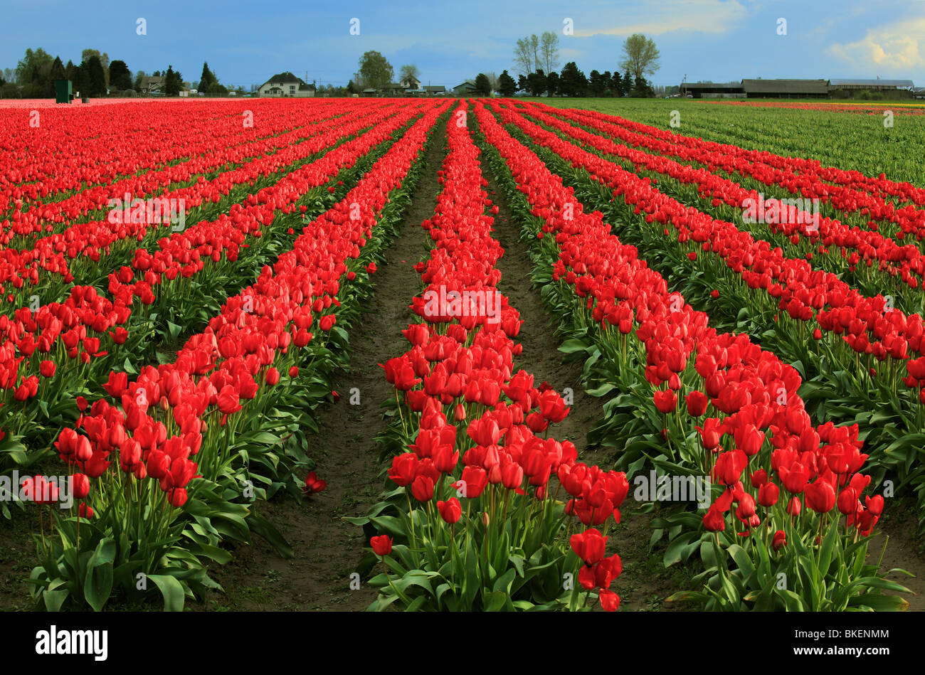 Tulips in Skagit Valley during the annual Tulip Festival Stock Photo