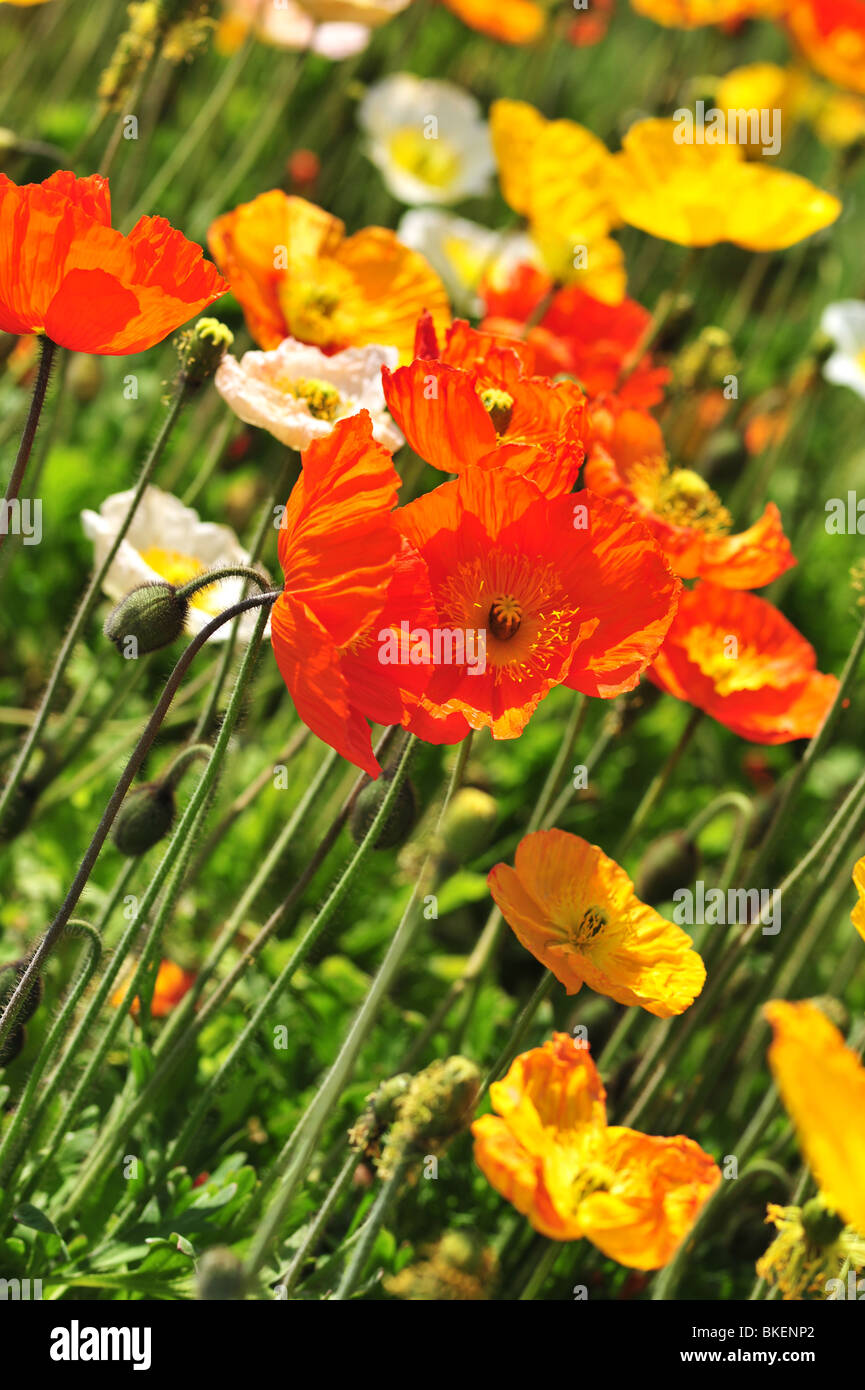 Papaver alpinum (Alpine Poppy) Stock Photo