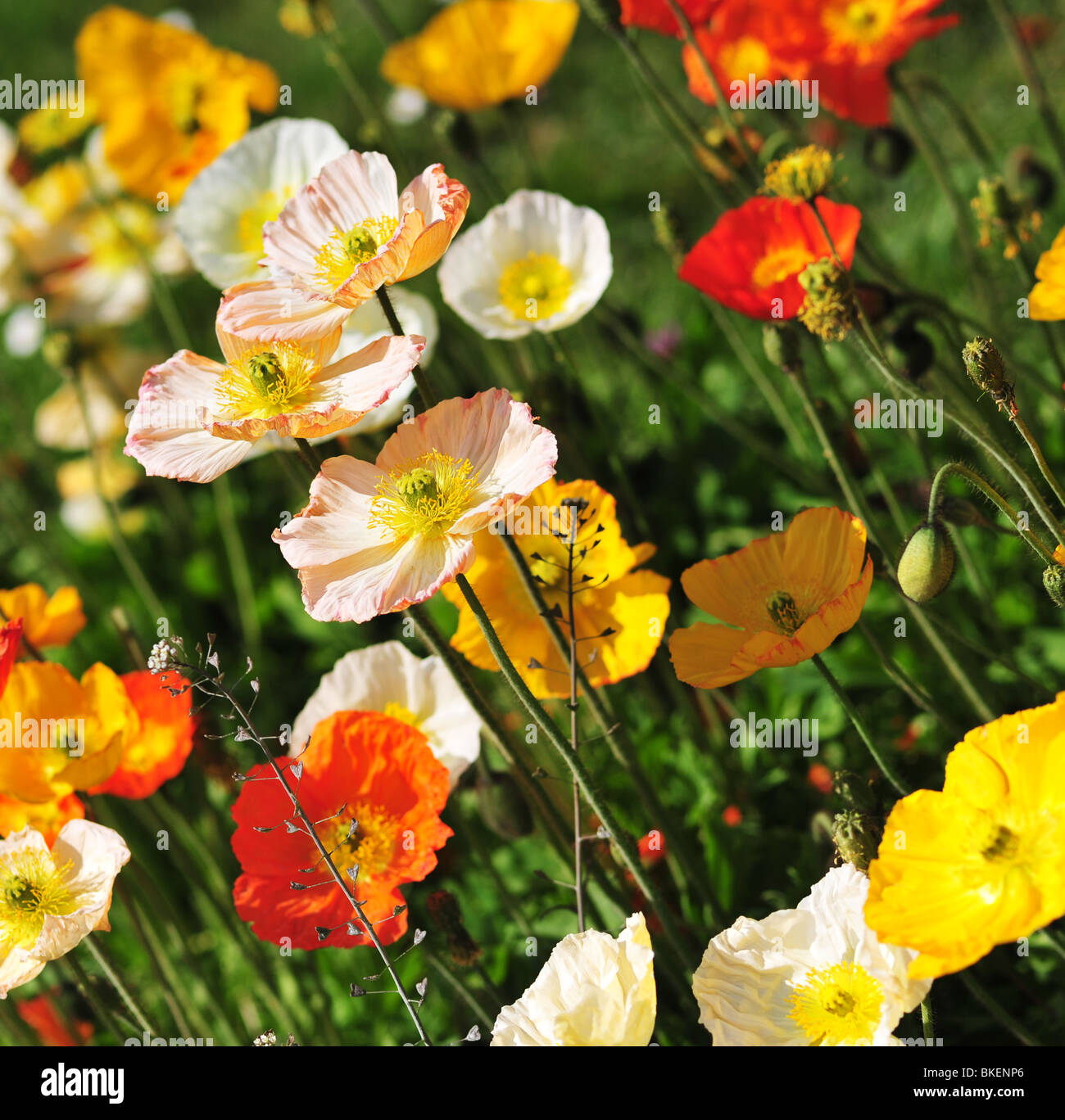 Papaver alpinum (Alpine Poppy) Stock Photo