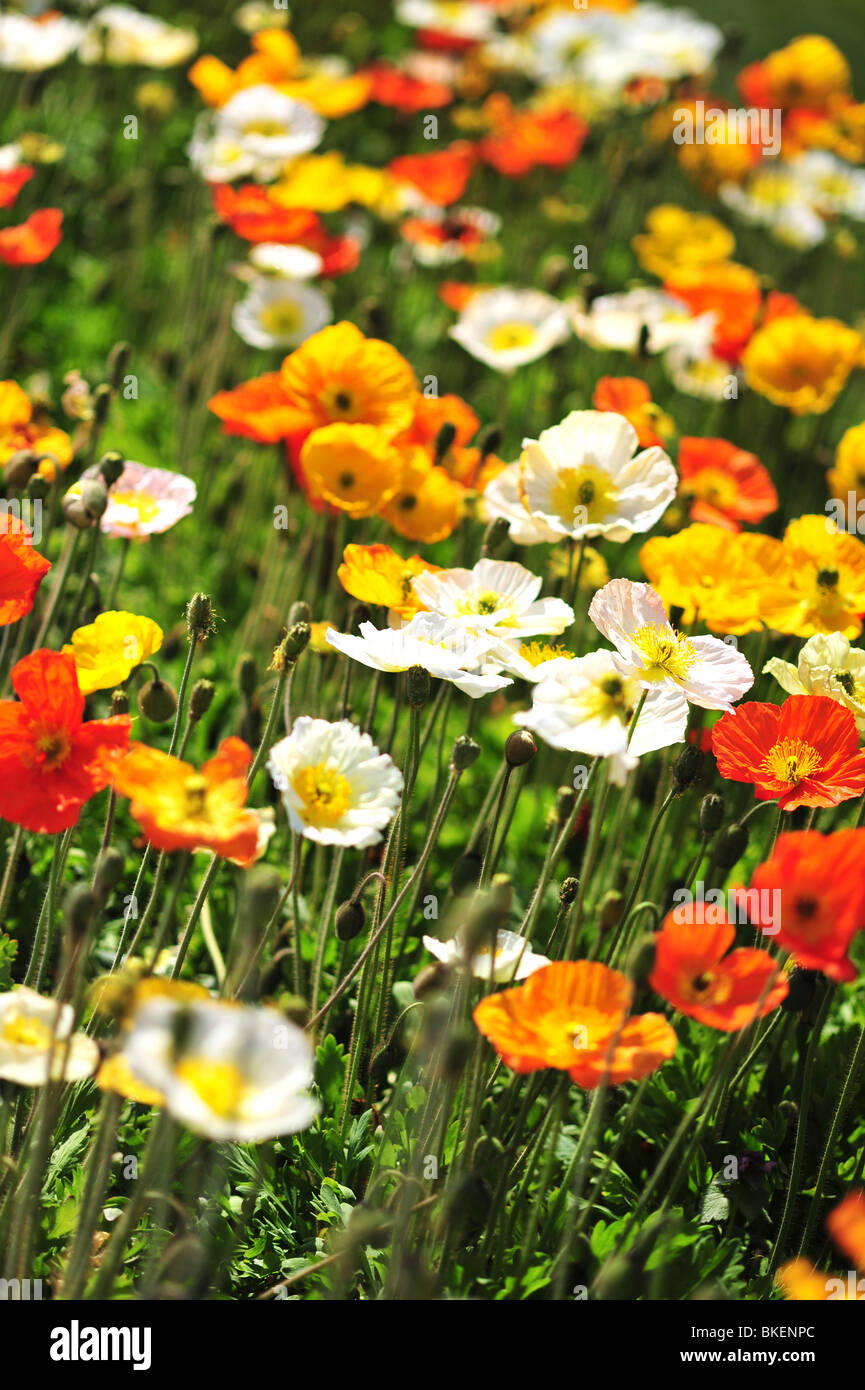 Papaver alpinum (Alpine Poppy) Paris, France, Europe Stock Photo - Alamy