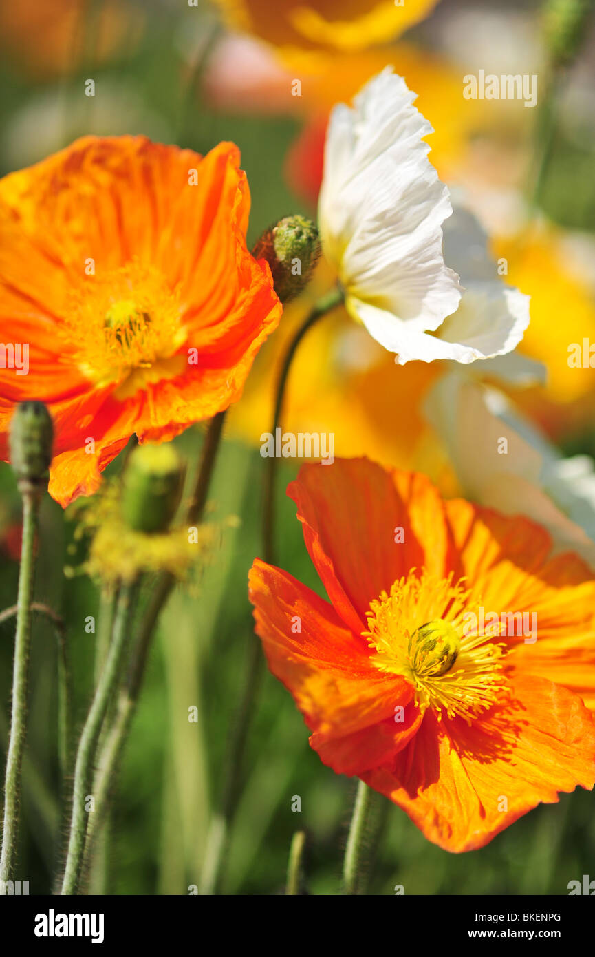 Papaver alpinum (Alpine Poppy) in the botanical garden, Jardin des Plantes, Paris, France, Europe. Stock Photo