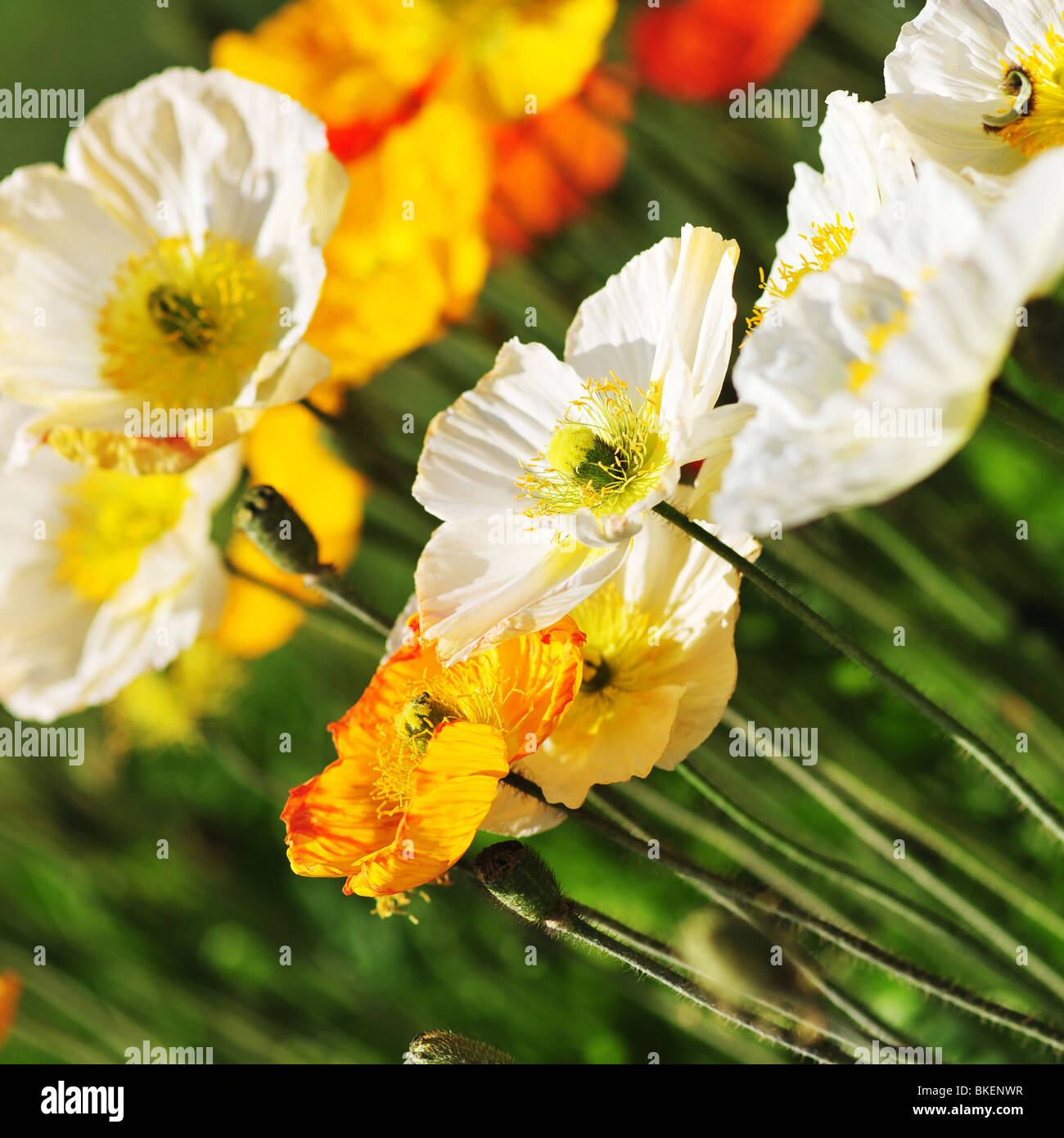 alpine poppies Stock Photo - Alamy