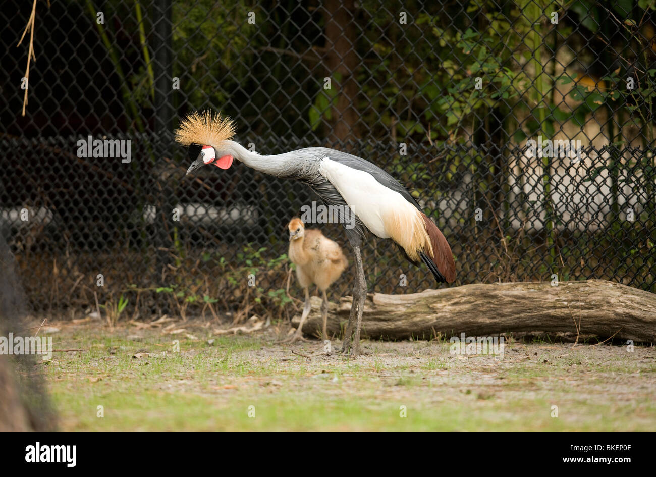 Shoot for the World Wildlife Fund October 6, 2009 at the Virginia Zoo in Norfolk, Virginia. Stock Photo