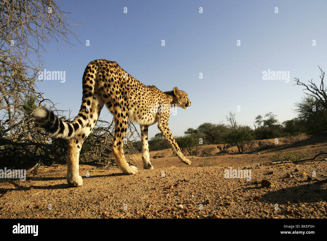 Wide Angle photo of a cheetah stalking Stock Photo