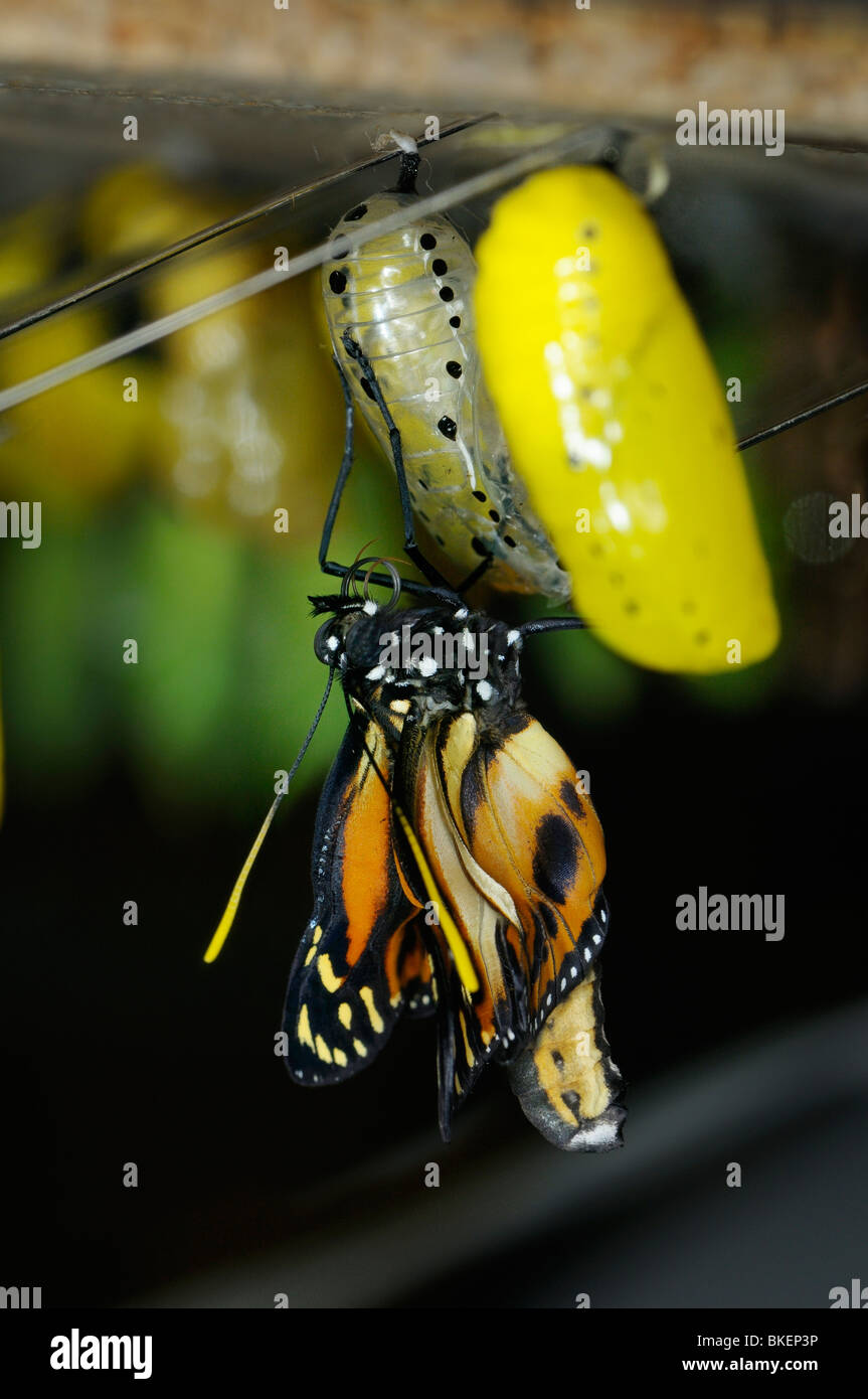 Eueides Isabella longwing butterfly freshly emerged from the yellow pupa after metamorphosis in chrysalis cocoon Stock Photo
