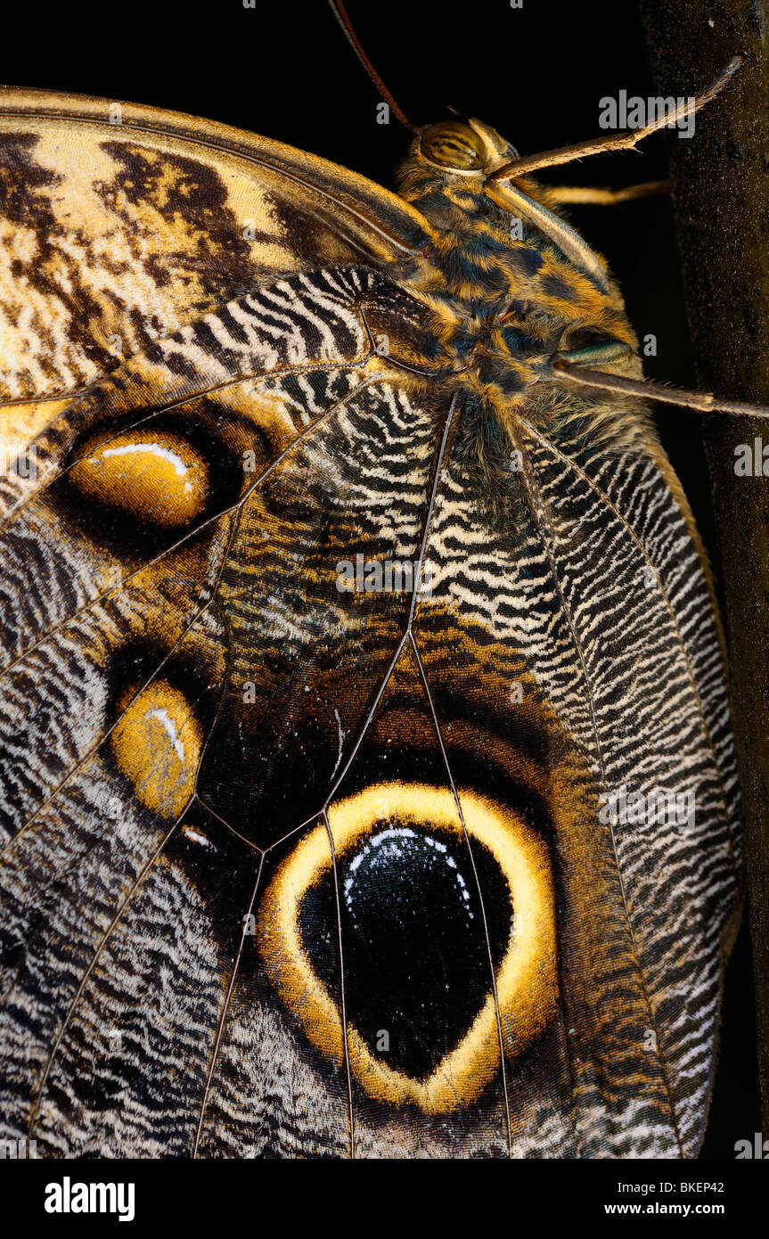 Close up of a Caligo Owl butterfly insect with decoy eye spots on a tropical plant trunk Stock Photo
