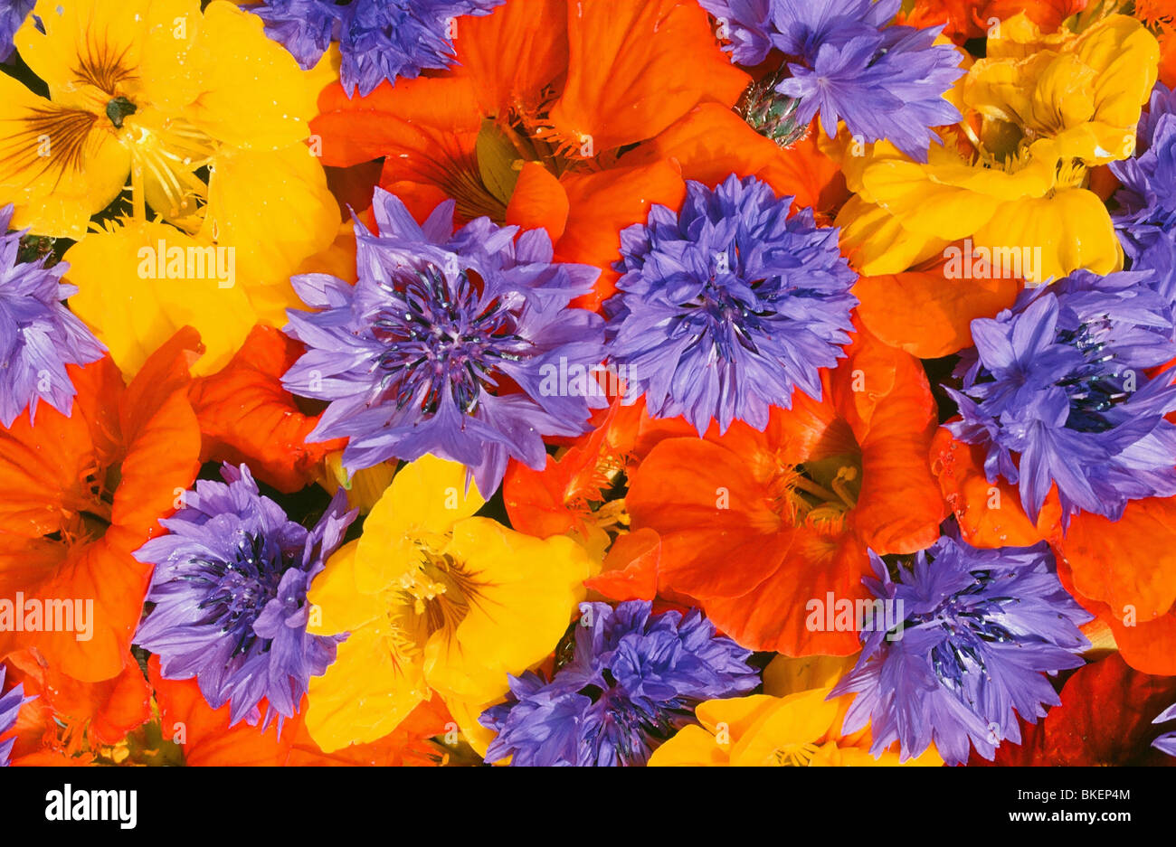 Red yellow blue flowers hi-res stock photography and images - Alamy