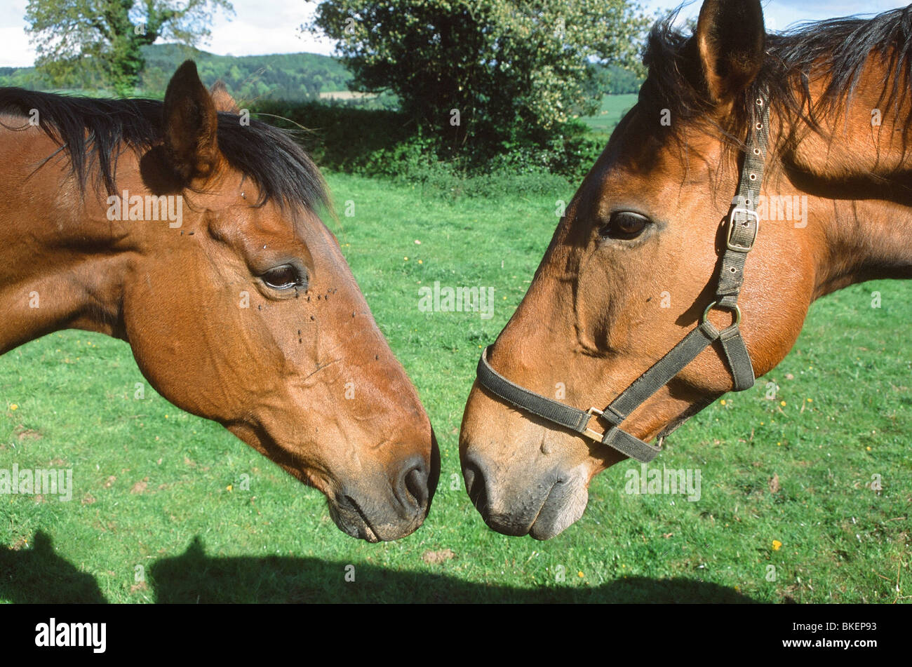 2 horses greet each other Stock Photo Alamy
