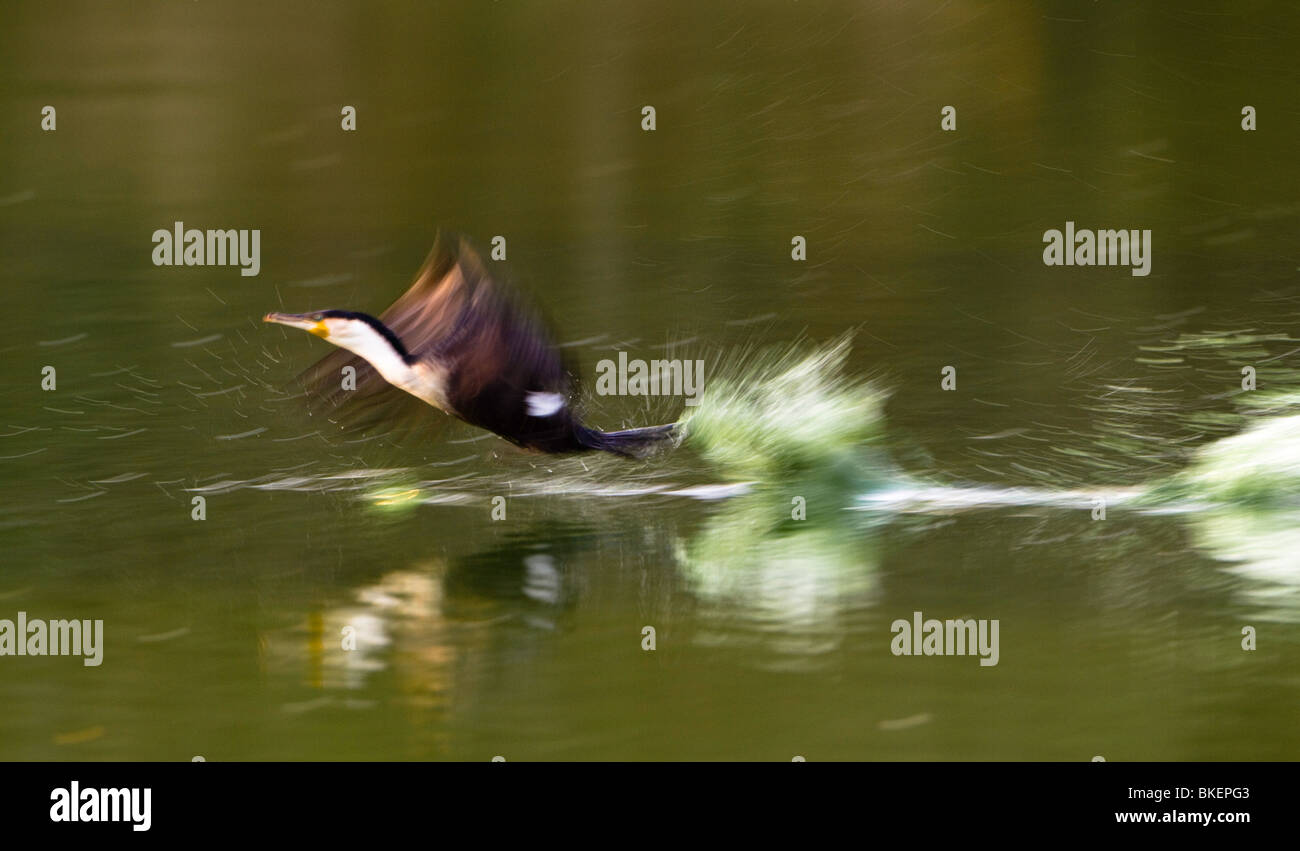 Cormorant take off splash hires stock photography and images Alamy