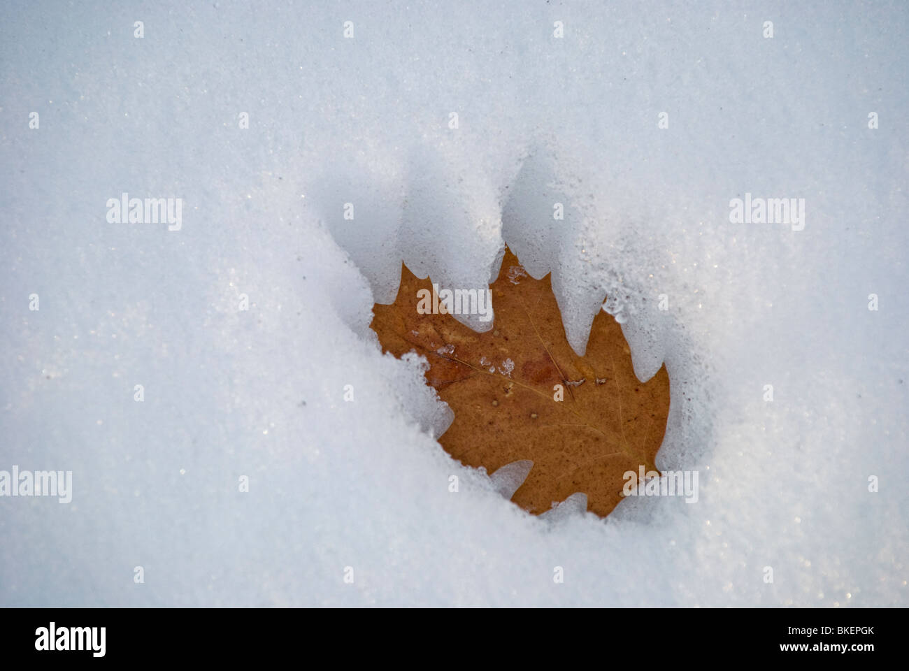 A stray oak leaf absorbs the winter sun's heat, melting the hard-packed snow beneath it. Stock Photo