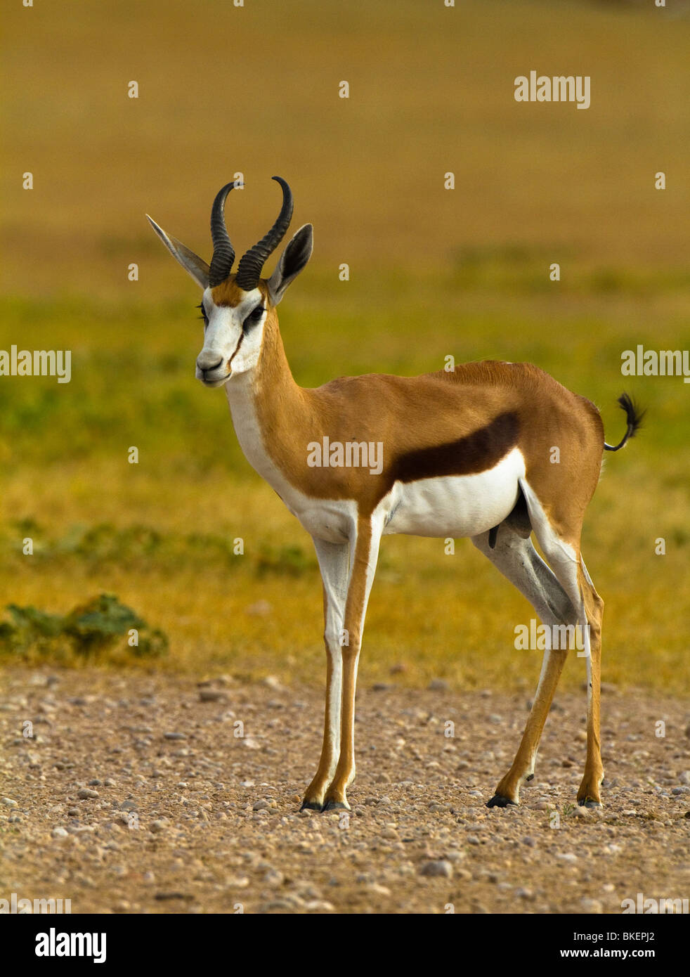 Springbock White Springbok standing in grass hi-res stock photography and images - Alamy